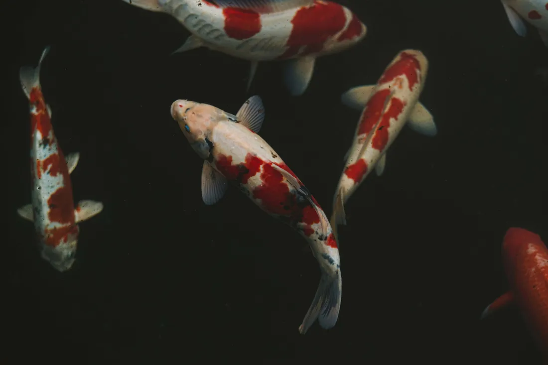 Fish Aesthetic