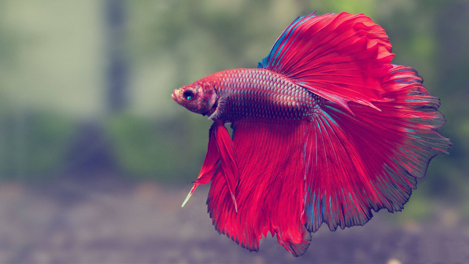 HD Fish, Red Siamese Betta Tail, vibrant red betta fish, Full HD Desktop Wallpaper