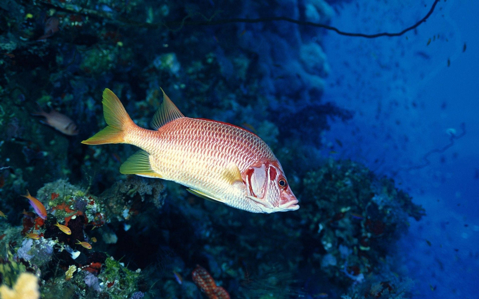 School of Big and Small Fish, vibrant red and yellow fish, colorful coral reef, Full HD Desktop Wallpaper