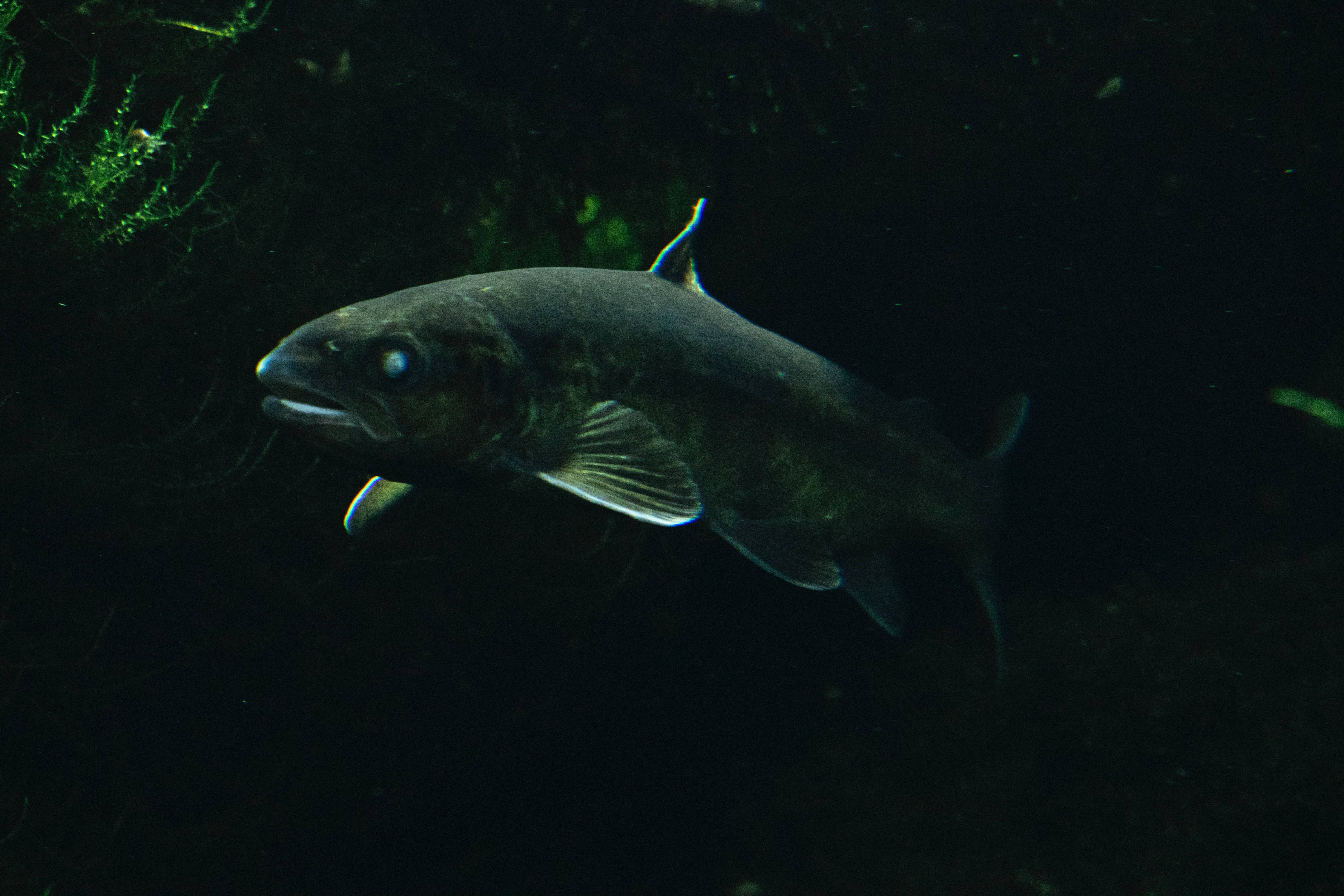 cod fish eye, dark silvery fish, murky water, 5K Desktop Wallpaper
