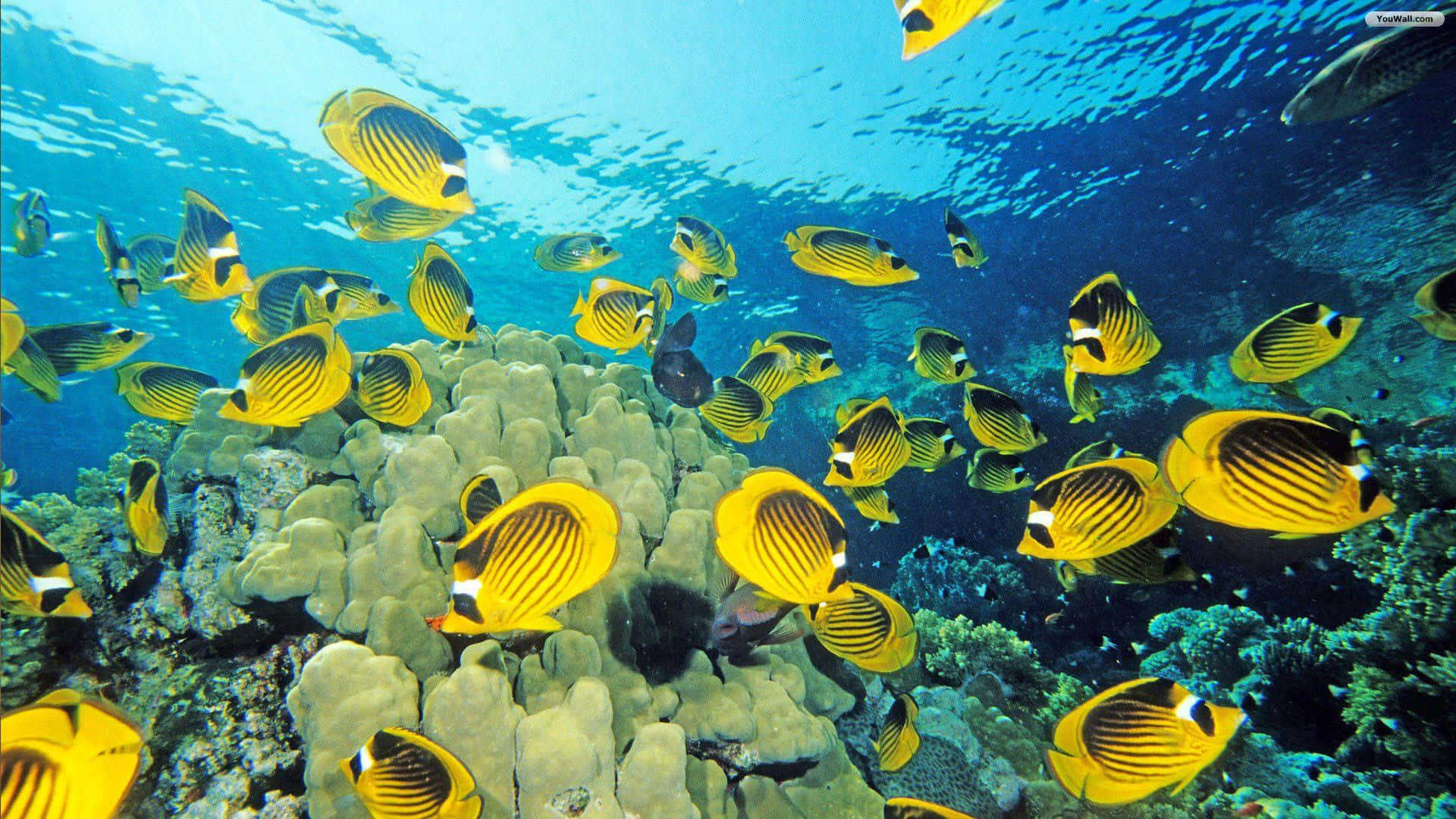 butterflyfish, yellow and black, textured coral reef, Full HD Desktop Wallpaper