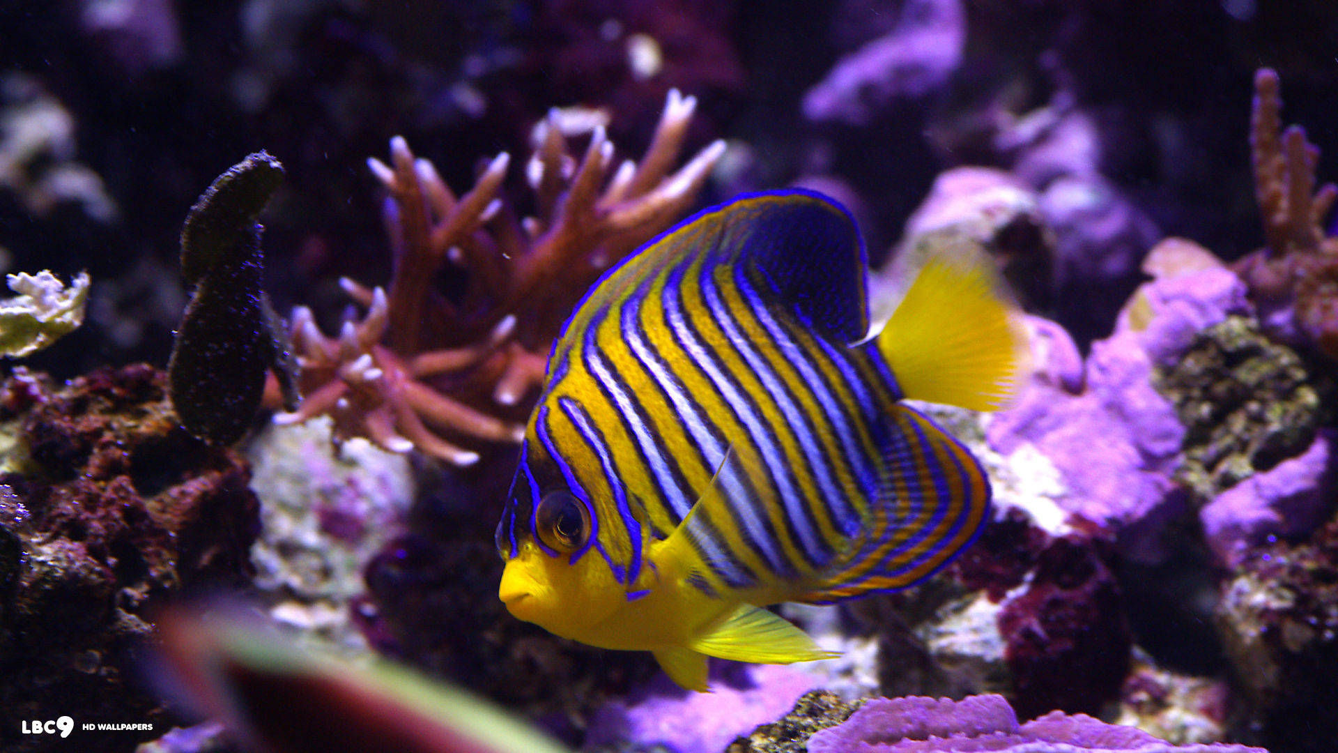royal angelfish, yellow blue and orange stripes, colorful coral and rocks, Full HD Desktop Wallpaper