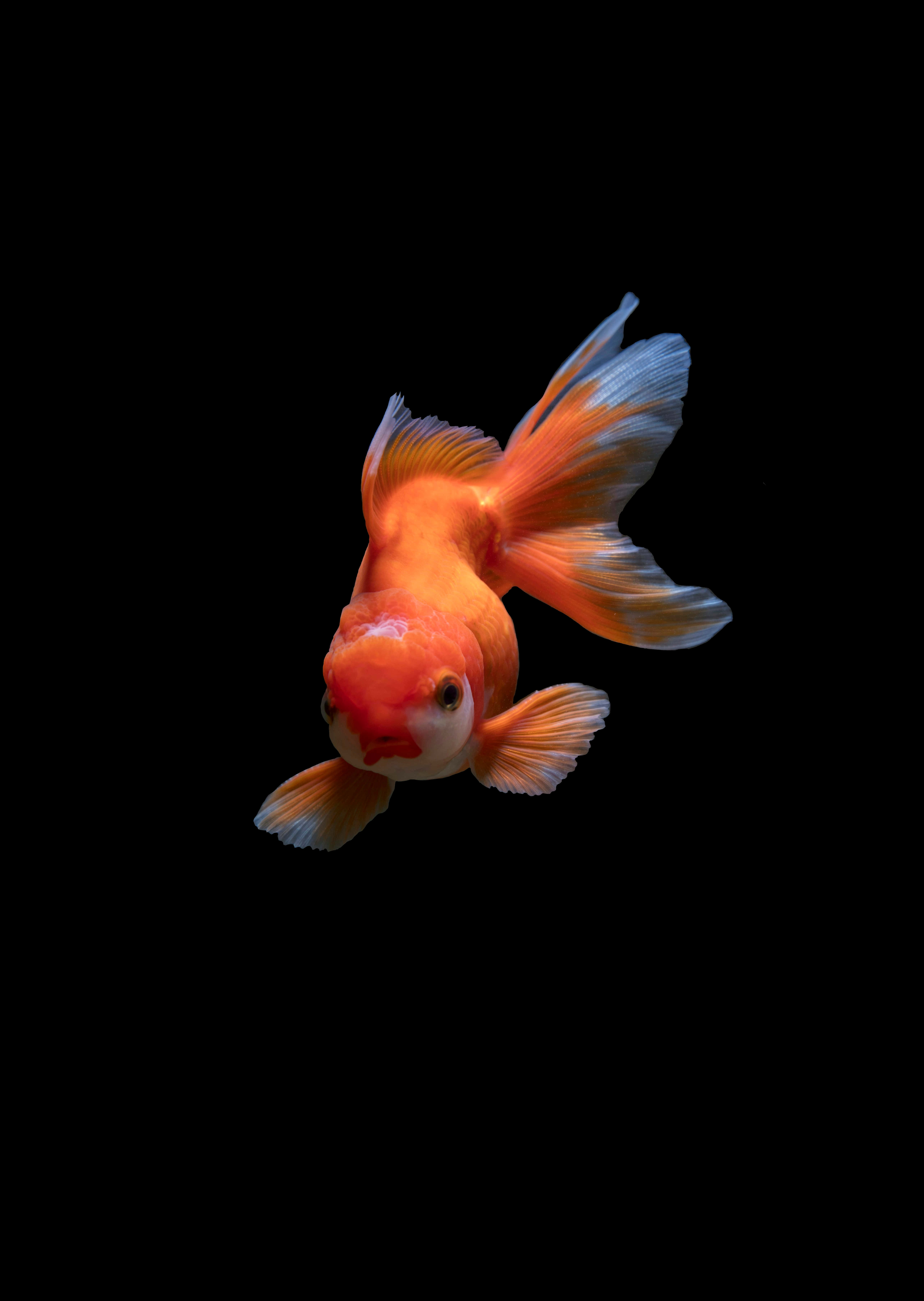 elegant goldfish, vibrant orange goldfish, flowing fins, 5K Phone Wallpaper