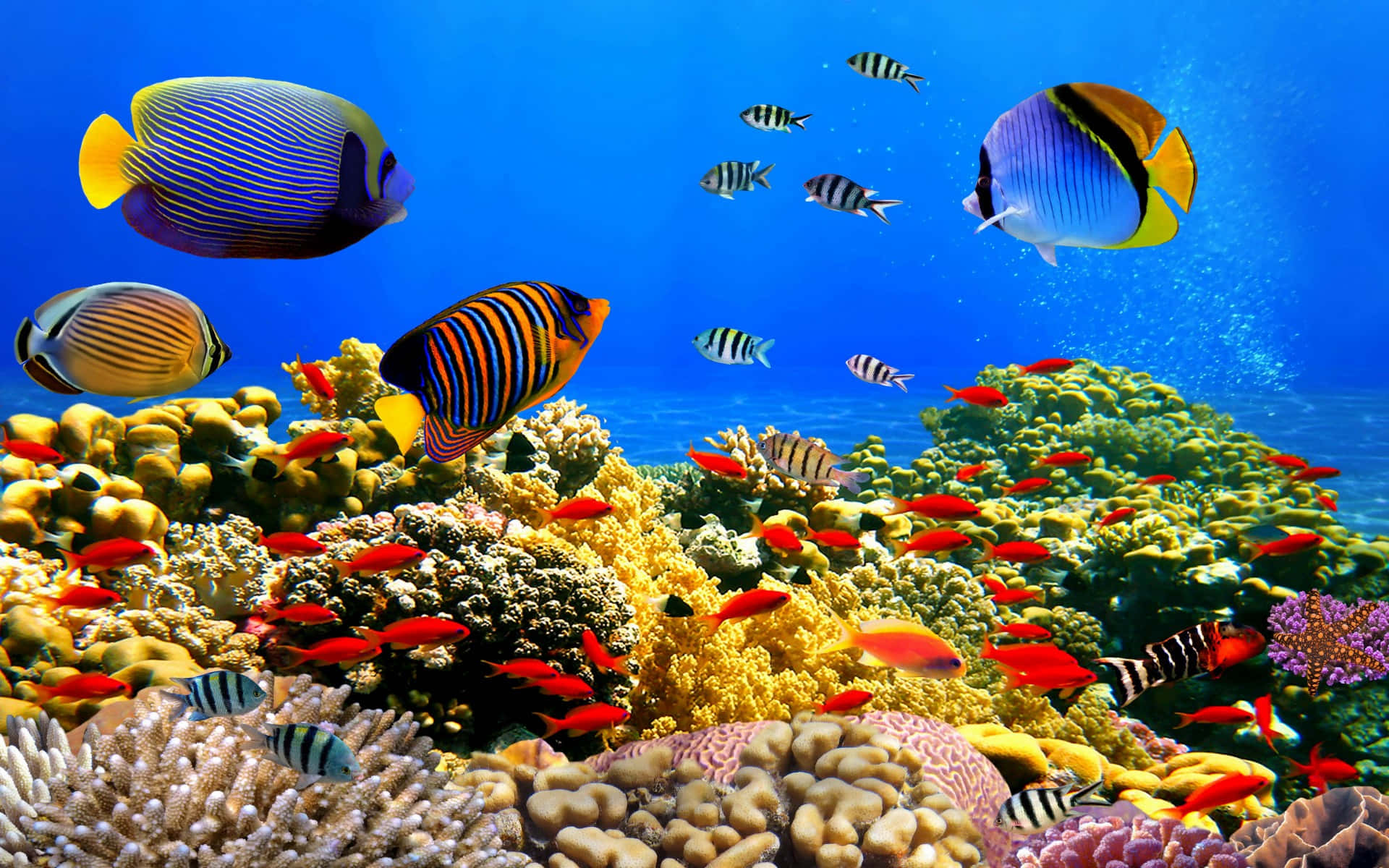 Vibrant tropical fish, colorful coral reefs, clear blue ocean water, Full HD Desktop Wallpaper