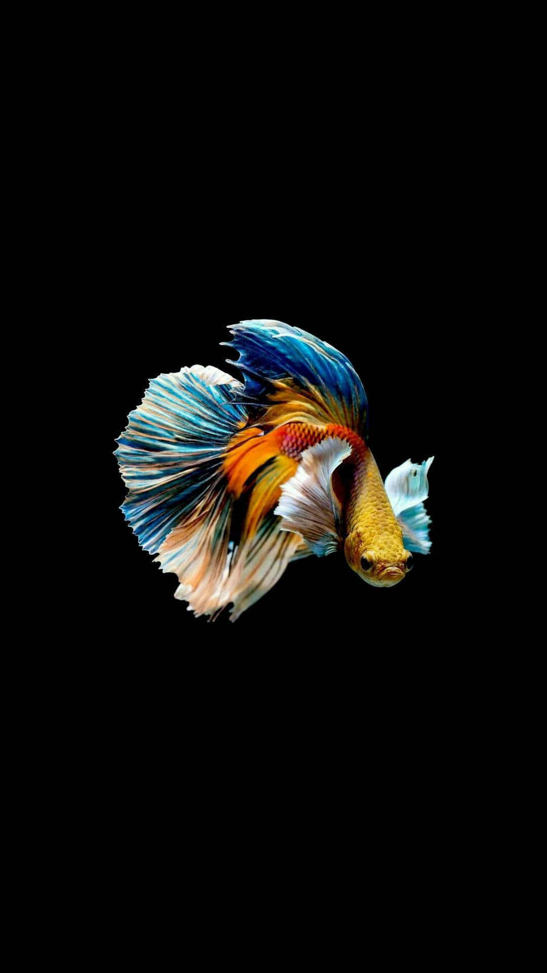 betta splendens, blue, orange, Full HD Phone Wallpaper