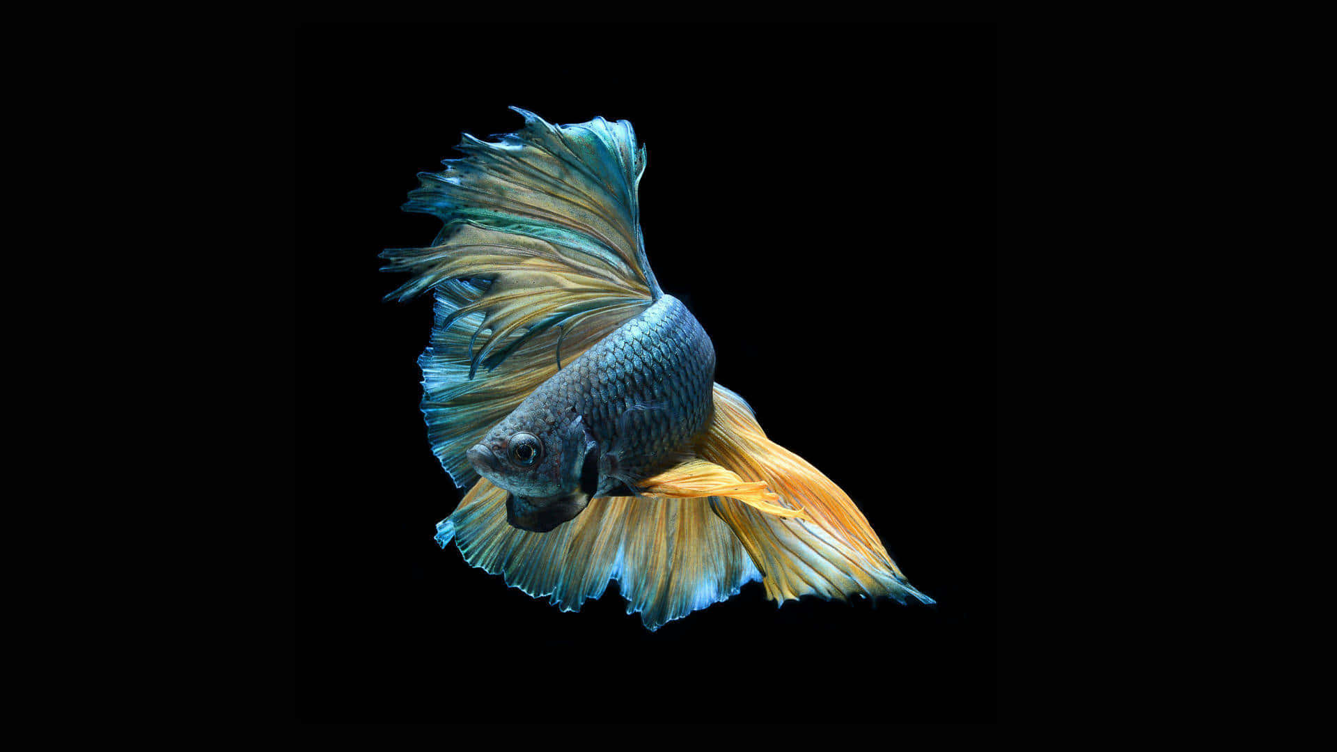 betta fish, blue and orange fins, stark black background, Full HD Desktop Wallpaper
