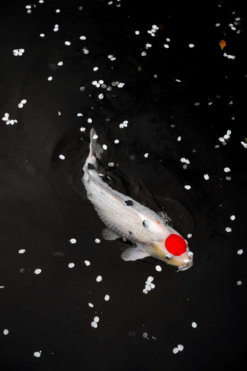 white koi, vivid red circular marking, dark water, SD Phone Wallpaper