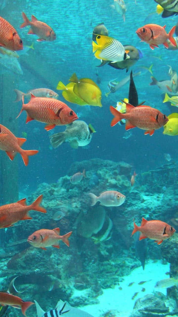vibrant coral reef, colorful fish, clear blue water, HD Phone Wallpaper