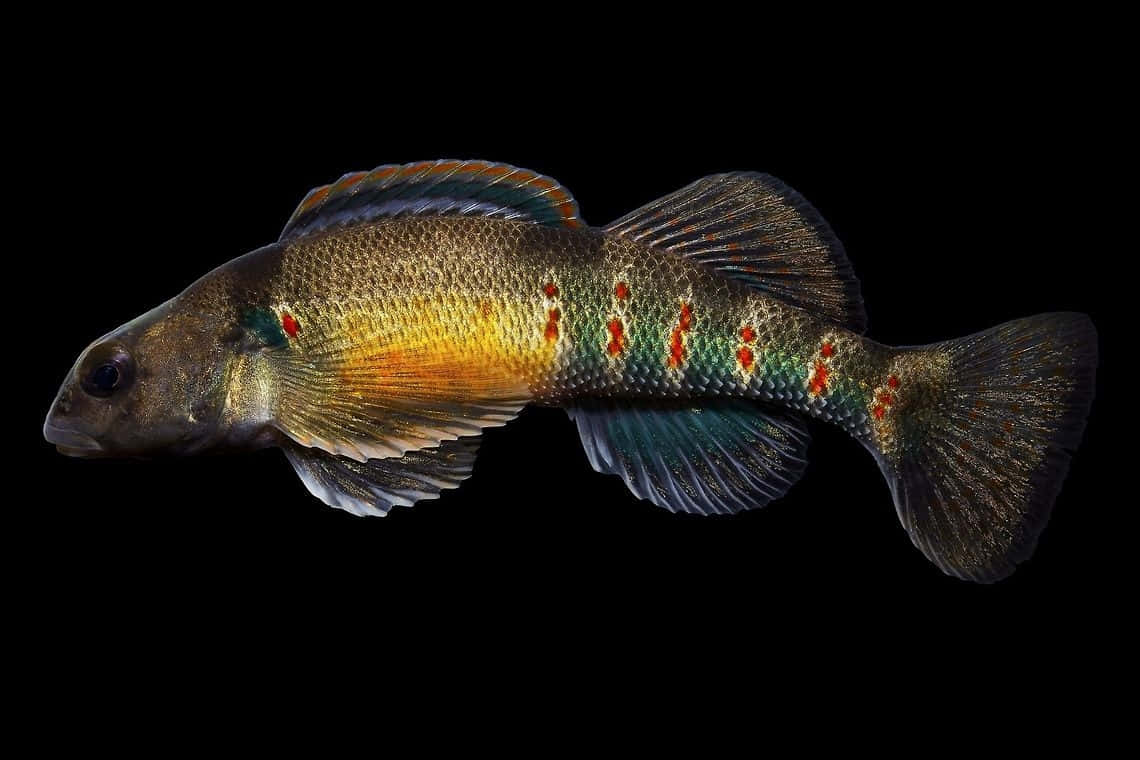Colorful Darter Fish, iridescent scales, red spots, SD Desktop Wallpaper