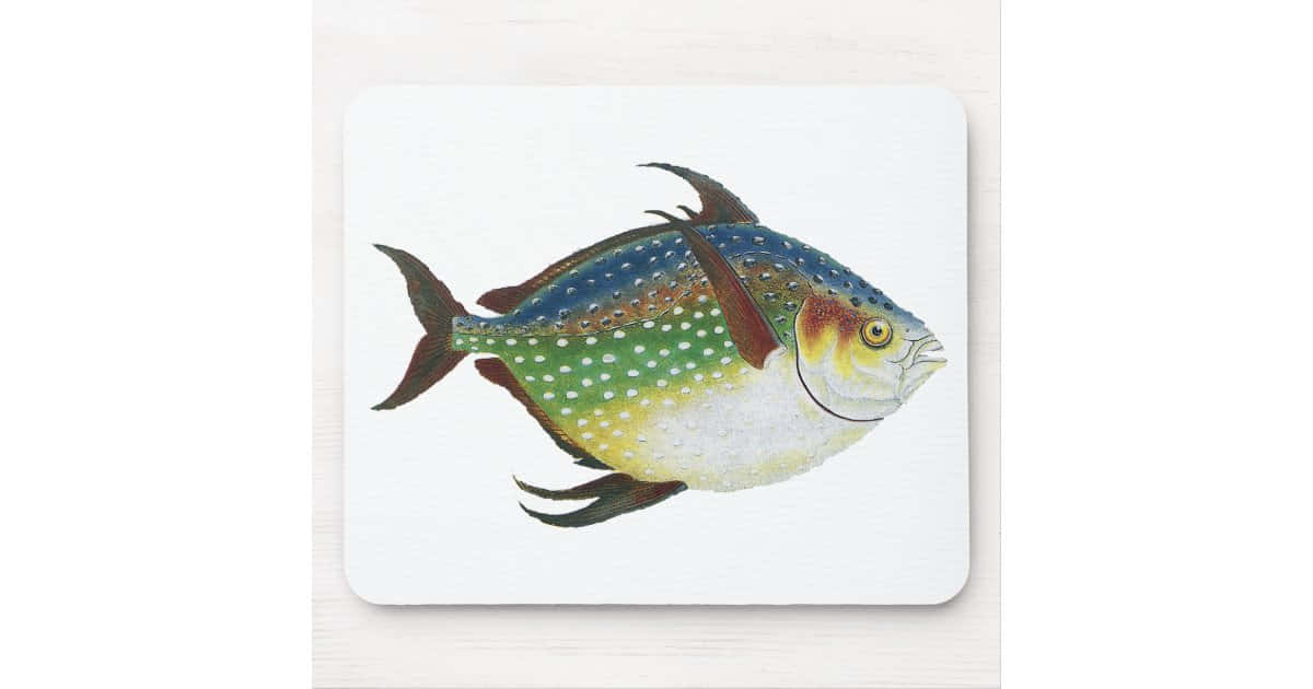 opah fish, blue green scales, yellow scales, SD Desktop Wallpaper