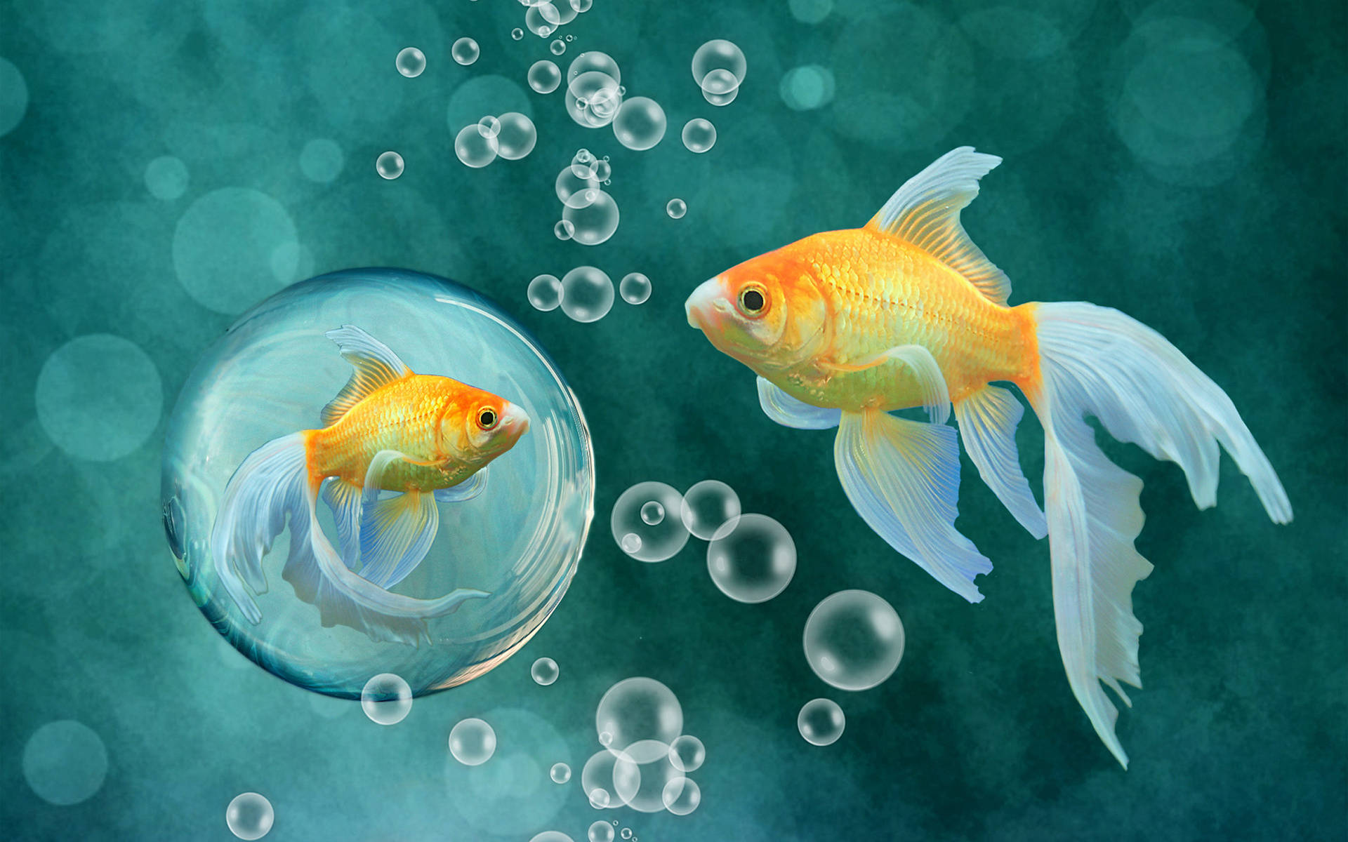 HD Fish, golden fish, bubble, Full HD Desktop Wallpaper