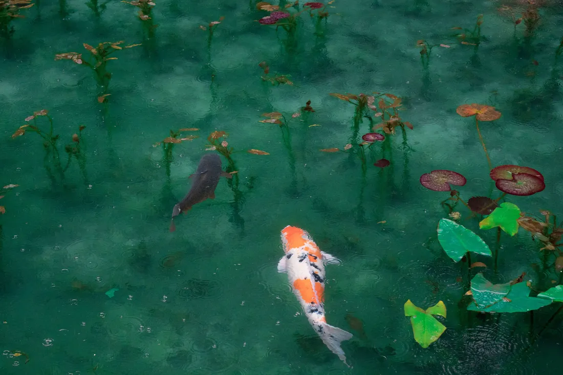 Fish Desktop