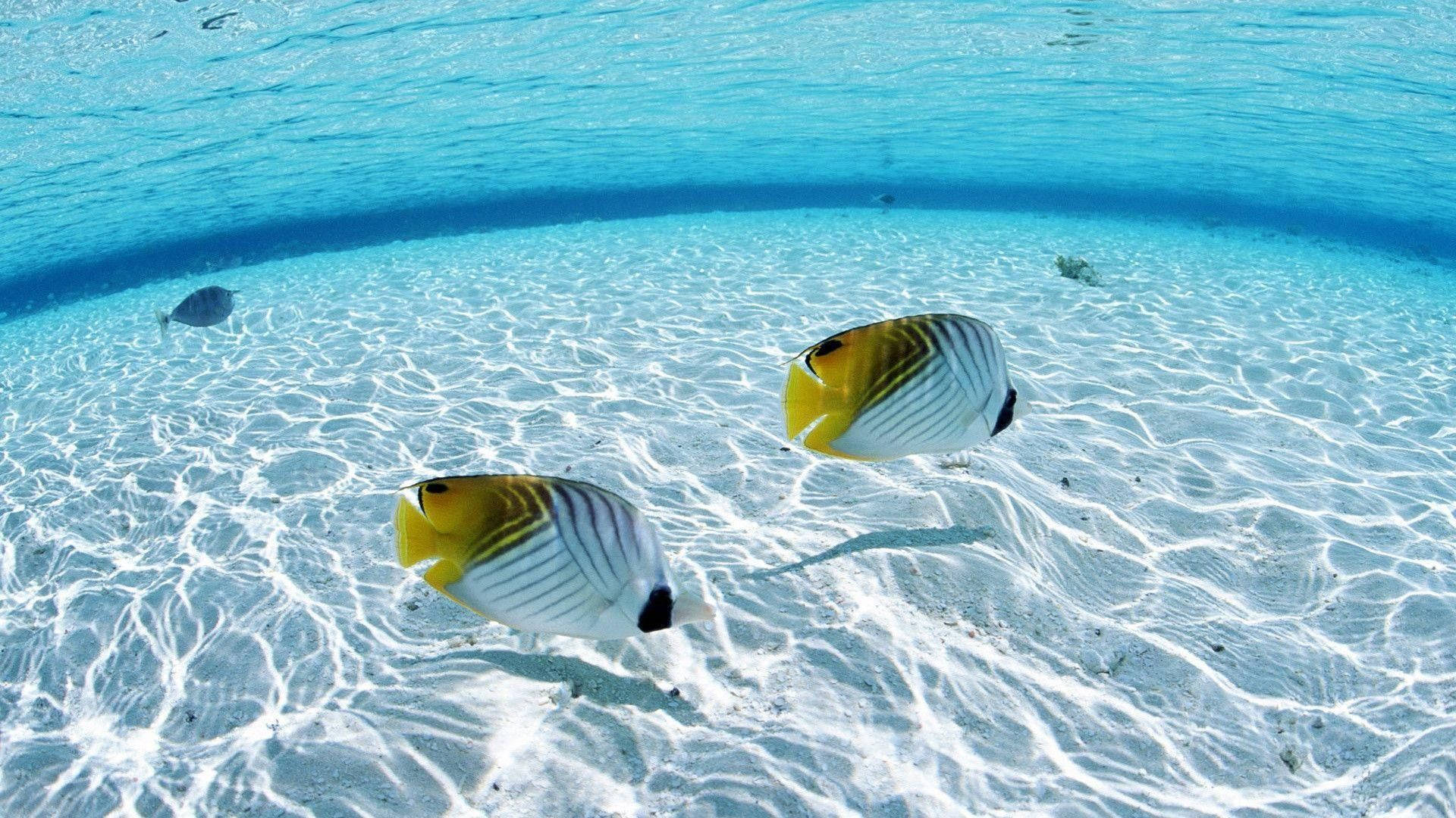HD Fish, butterflyfish, yellow and white, Full HD Desktop Wallpaper
