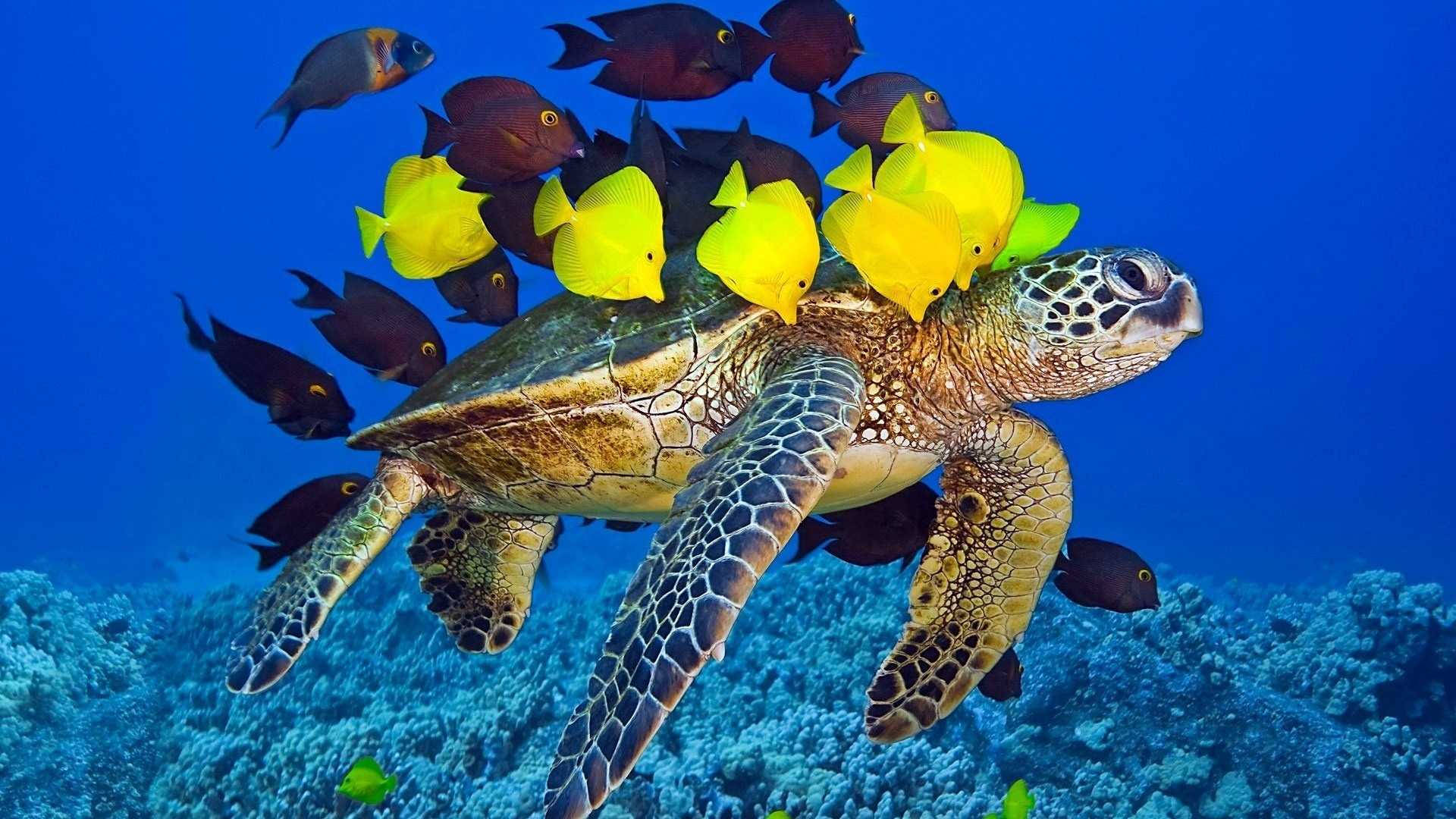 HD Fish, sea turtle, vibrant blue waters, Full HD Desktop Wallpaper