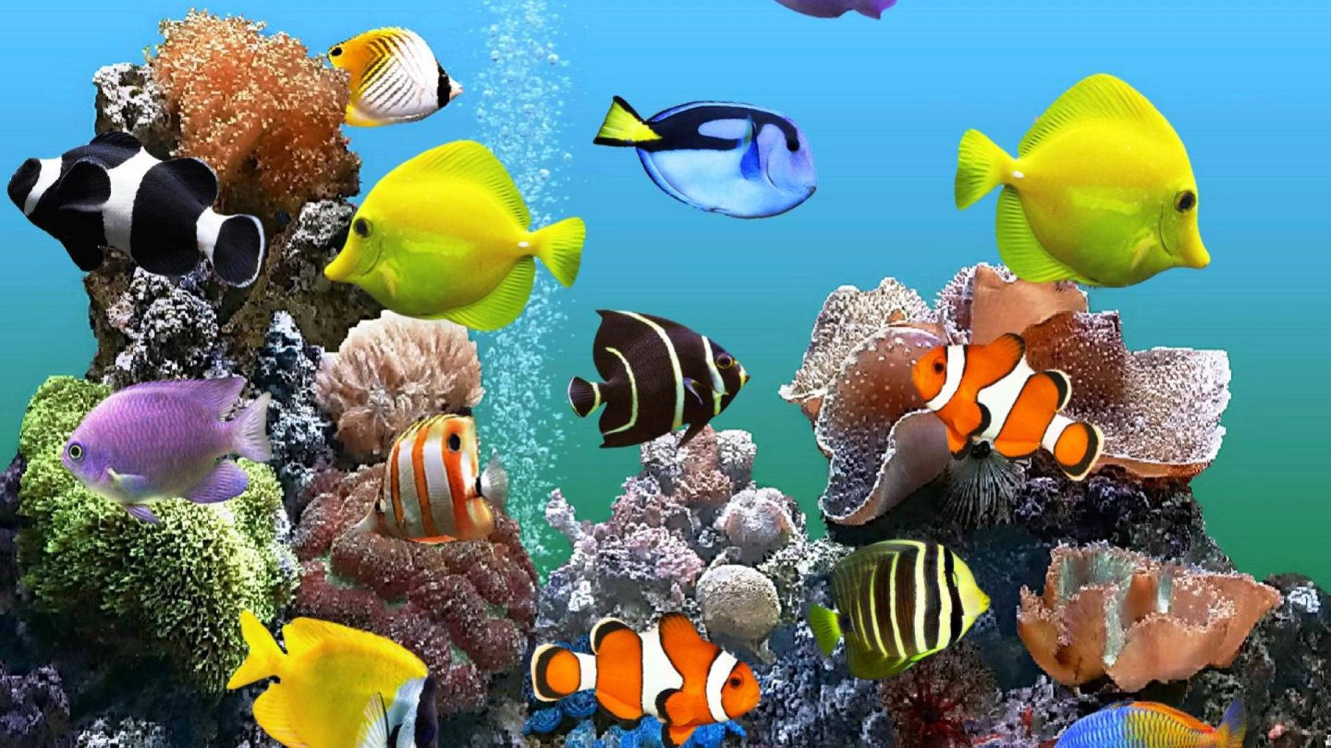 HD Fish, tropical fish, coral reefs, Full HD Desktop Wallpaper
