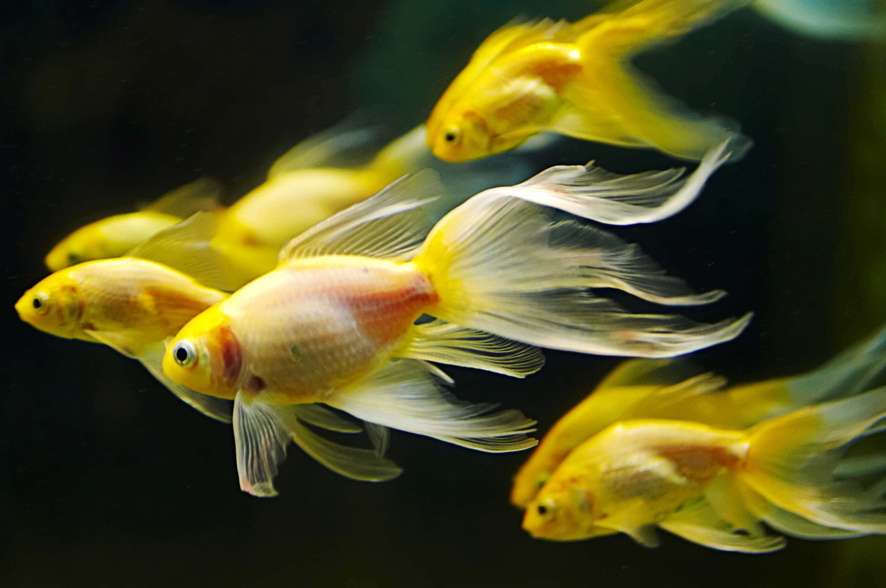 tropical fish, vibrant blue waters, golden fish, 2K Desktop Wallpaper