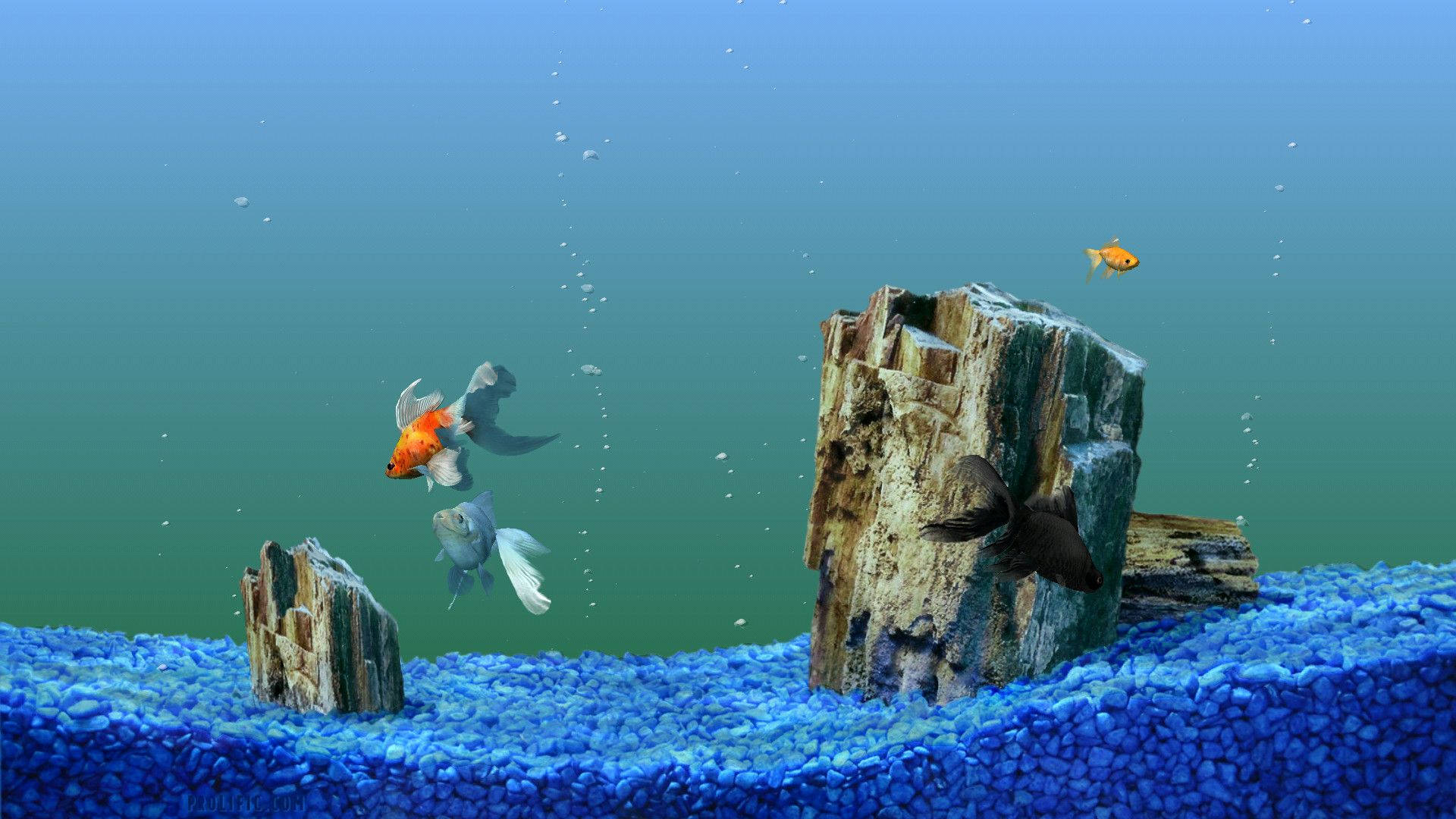 HD Fish, goldfish, aquarium, Full HD Desktop Wallpaper
