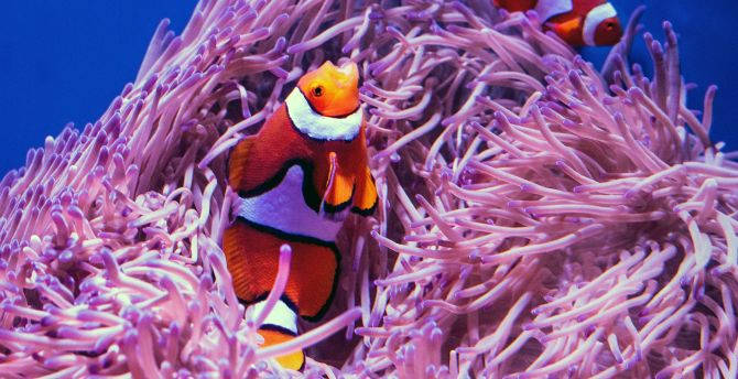 HD Fish, orange clownfish, white stripes, SD Desktop Wallpaper