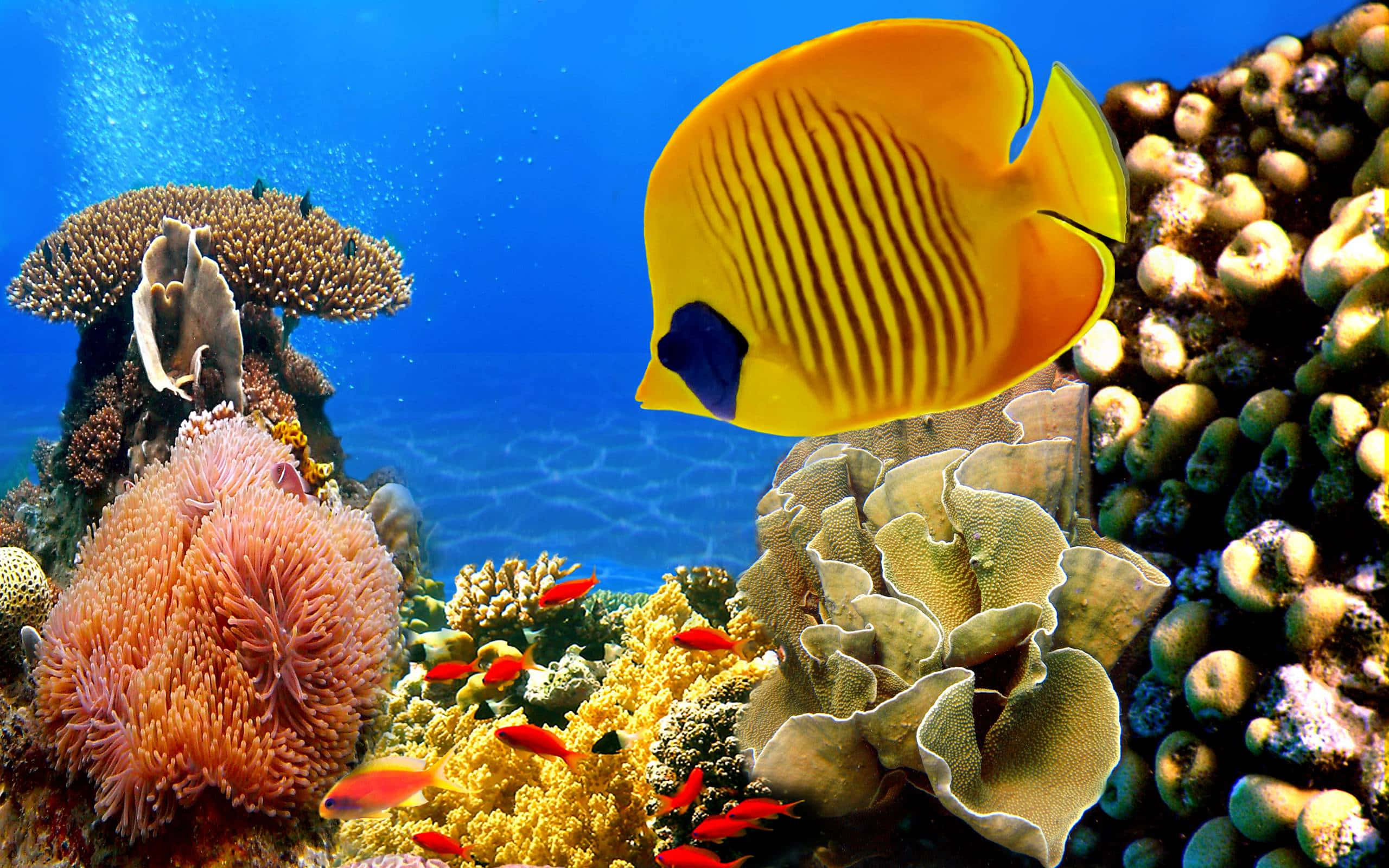 butterflyfish, coral reefs, pink anemones, 2K Desktop Wallpaper