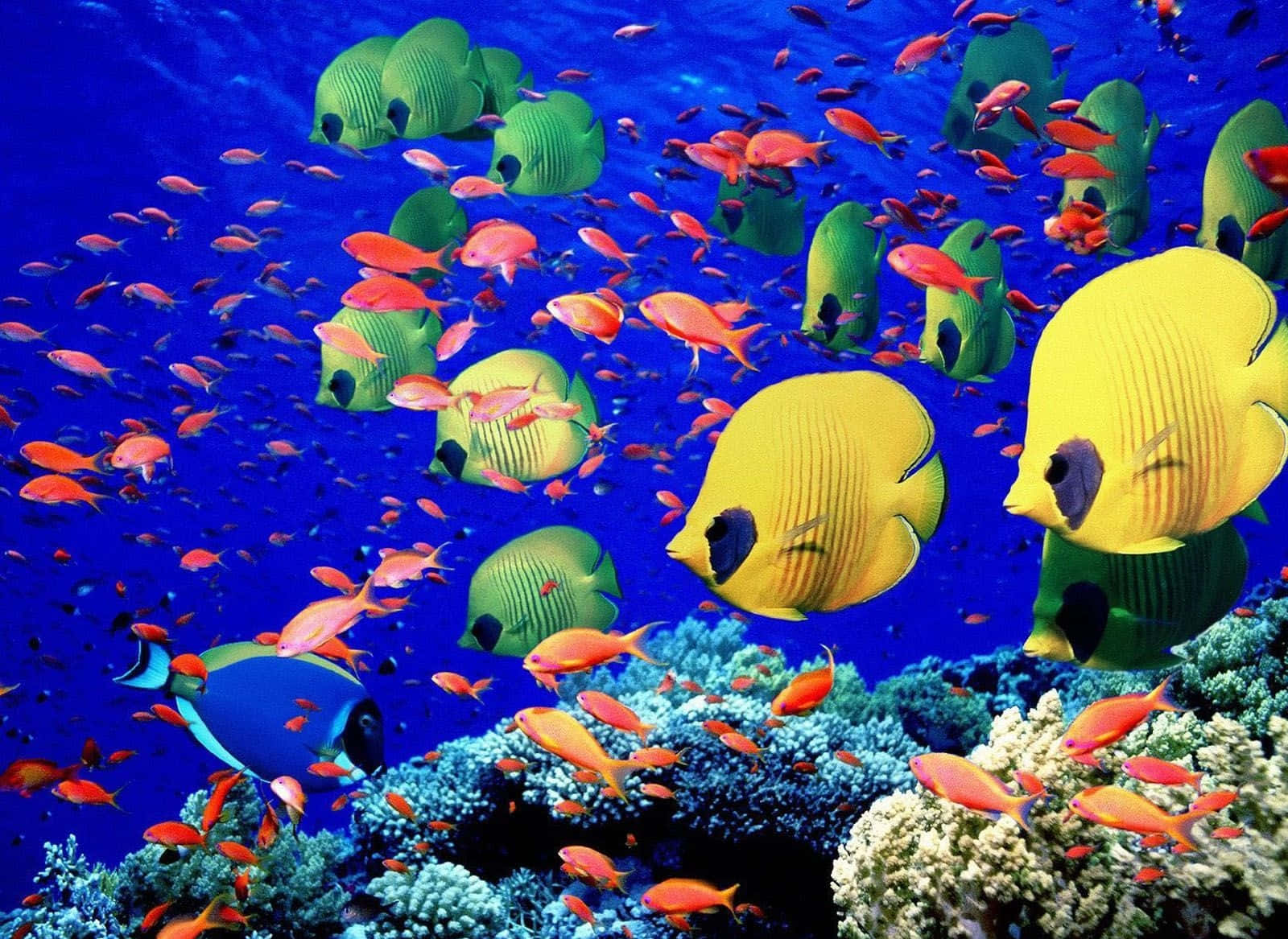 tropical fish, coral reef, deep blue ocean, HD Desktop Wallpaper