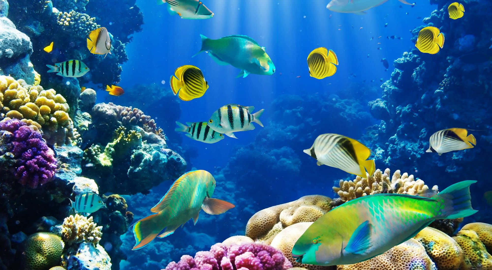 Fish Desktop, tropical fish, colorful coral reefs, Full HD Desktop Wallpaper