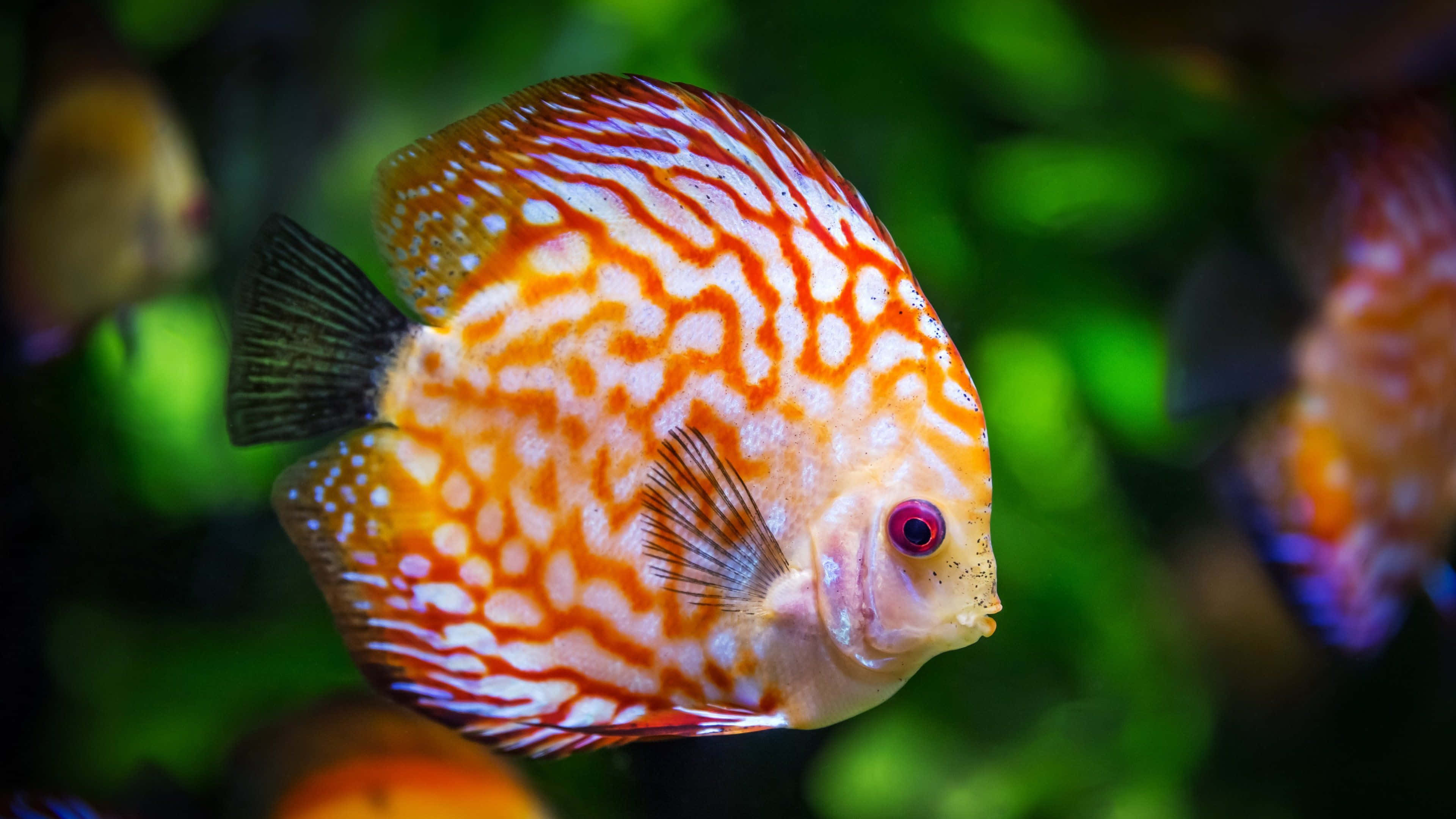 discus fish, orange and white, lush green aquarium, 4K Desktop Wallpaper