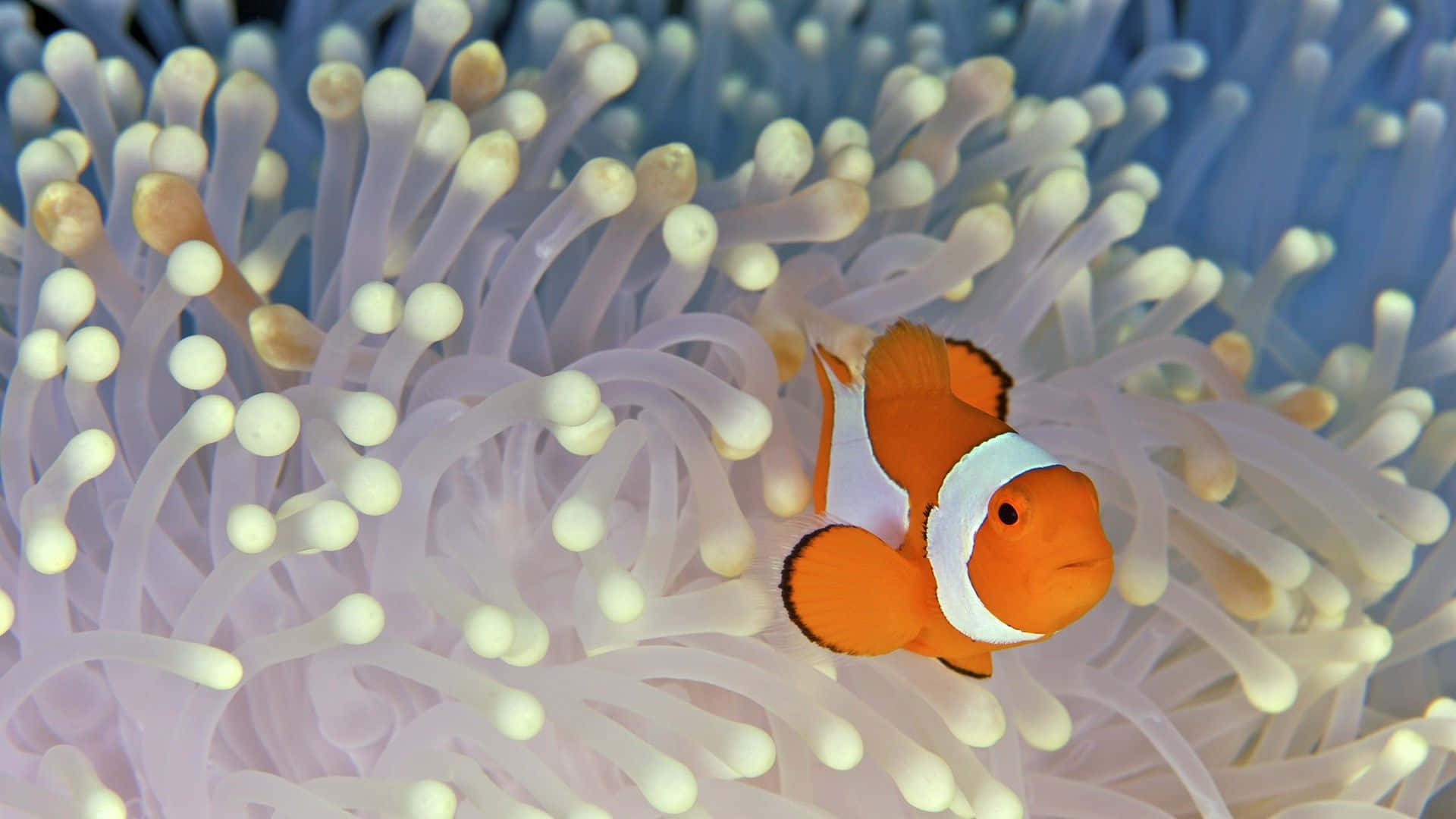 orange clownfish, white stripes, soft pale anemone tentacles, Full HD Desktop Wallpaper