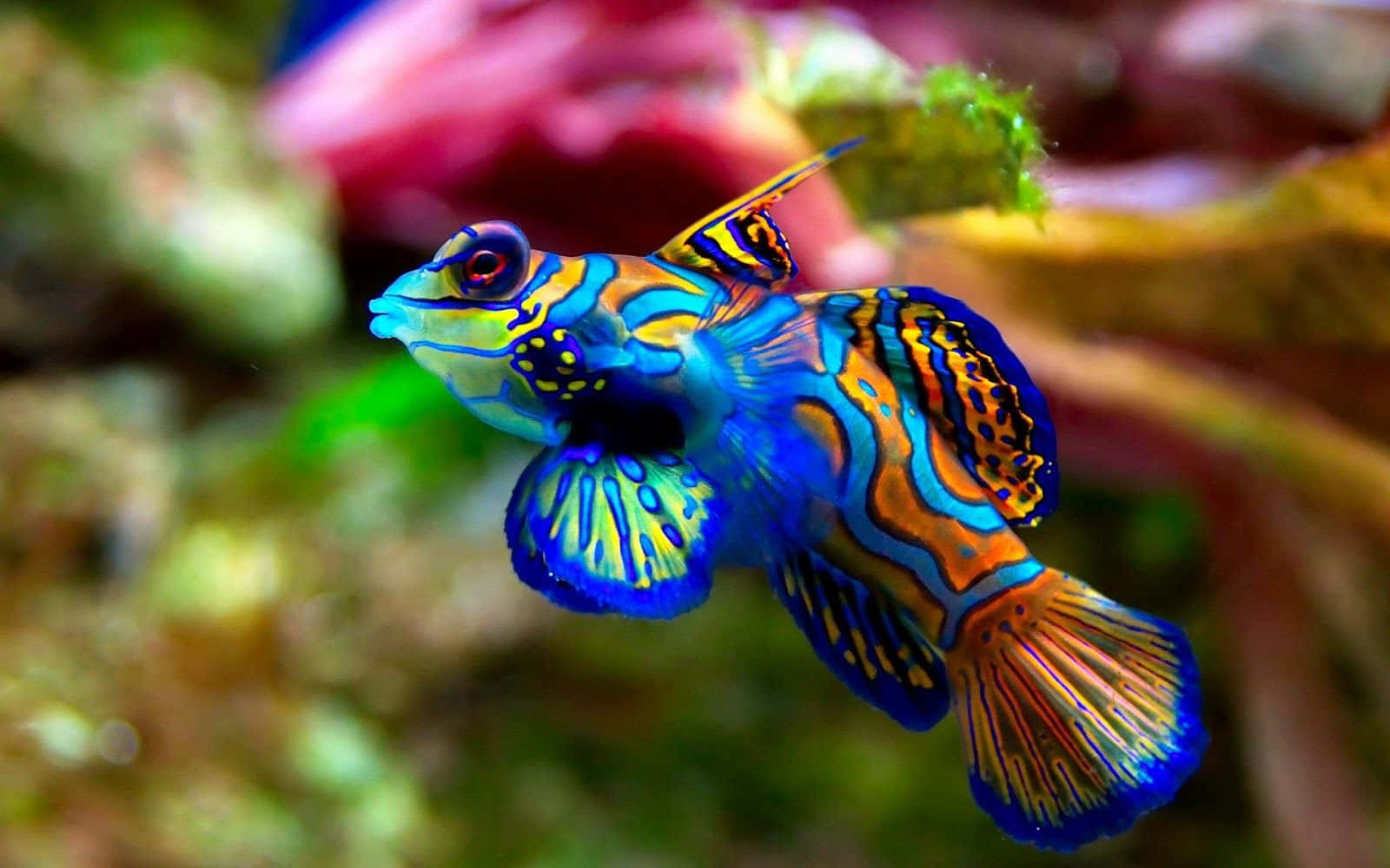 mandarinfish, aquarium, coral, HD Desktop Wallpaper
