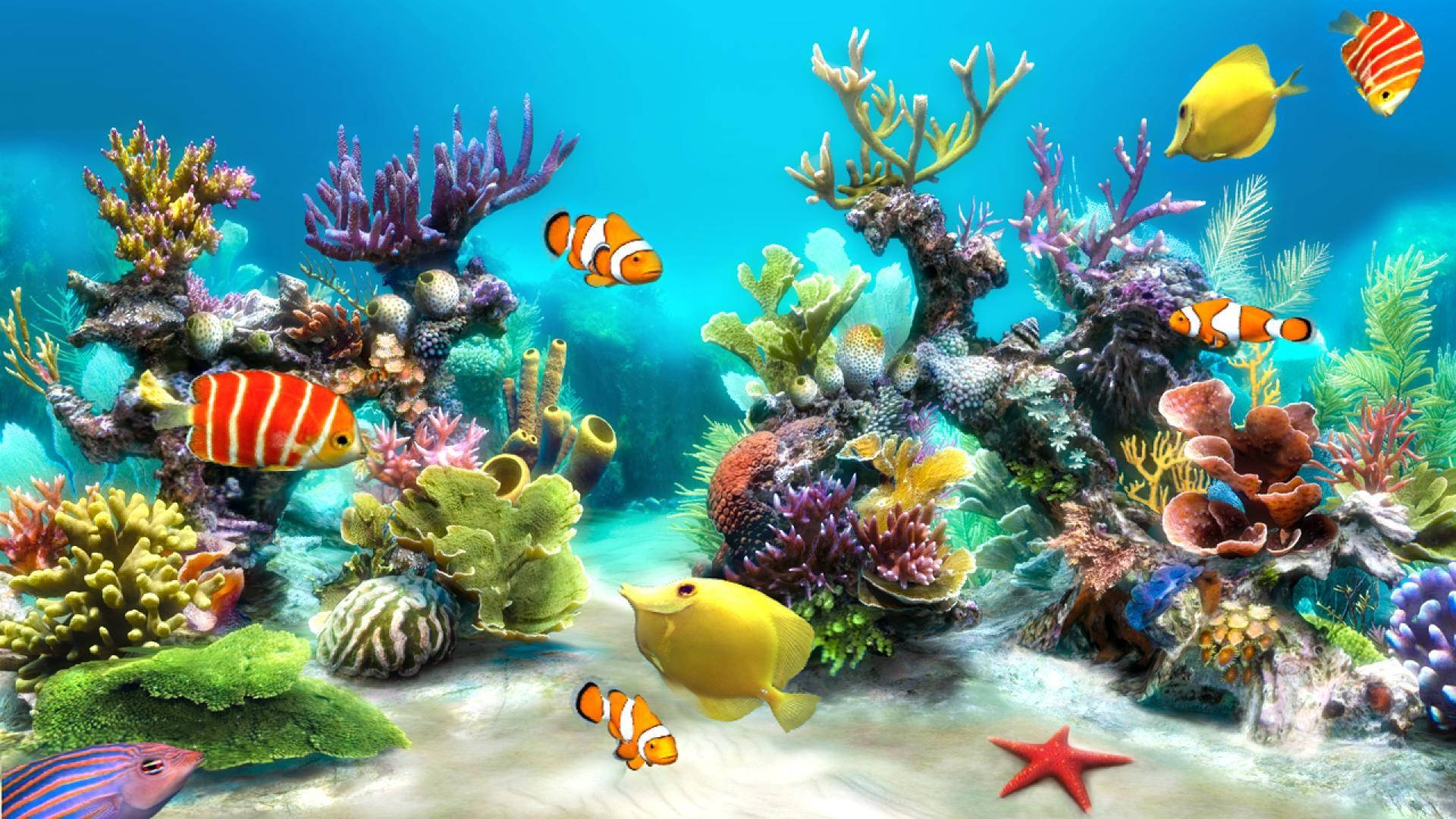 HD Fishes, colorful corals, tropical fish, Full HD Desktop Wallpaper