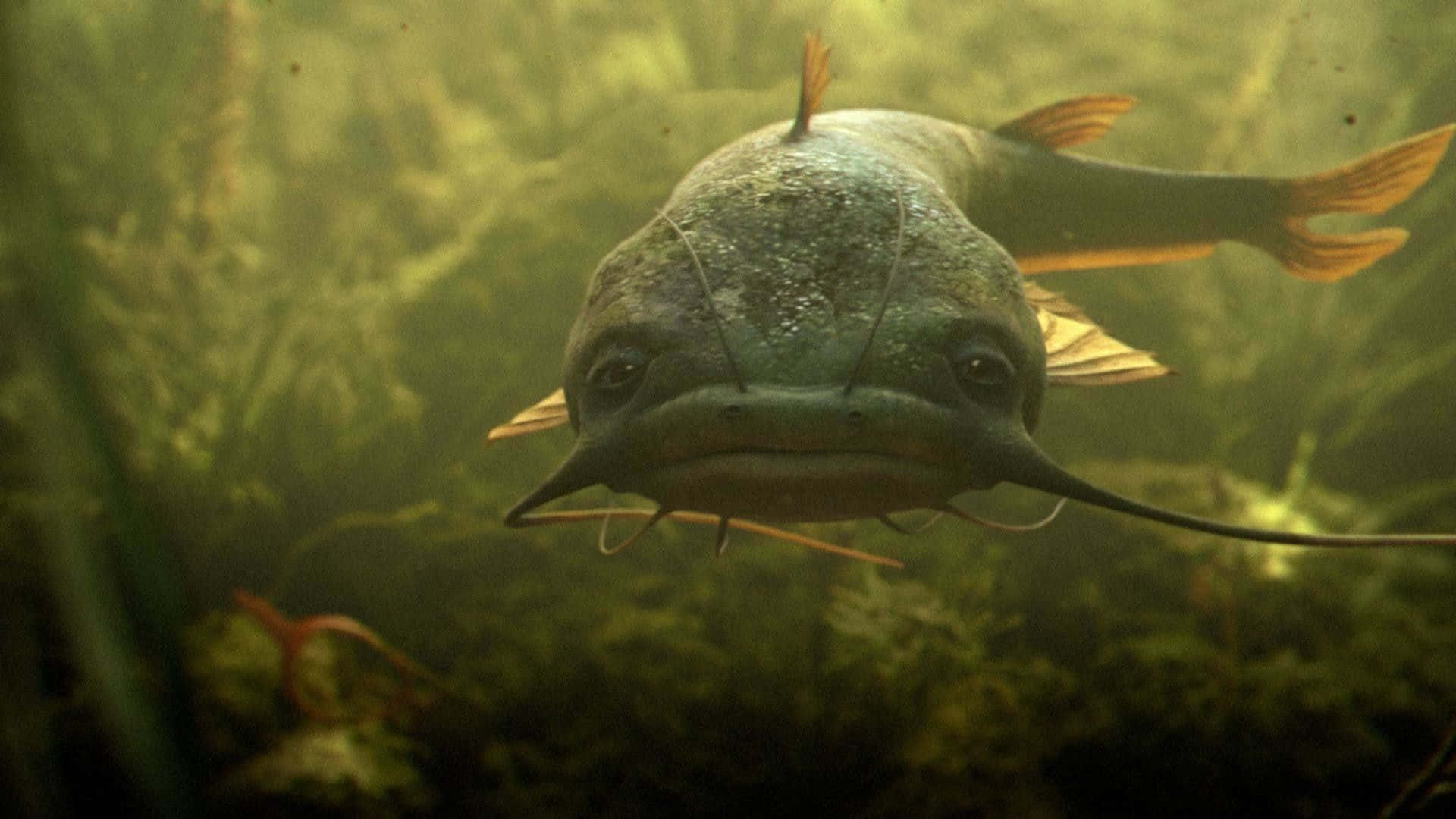 catfish, murky green water, aquatic plants, Full HD Desktop Wallpaper