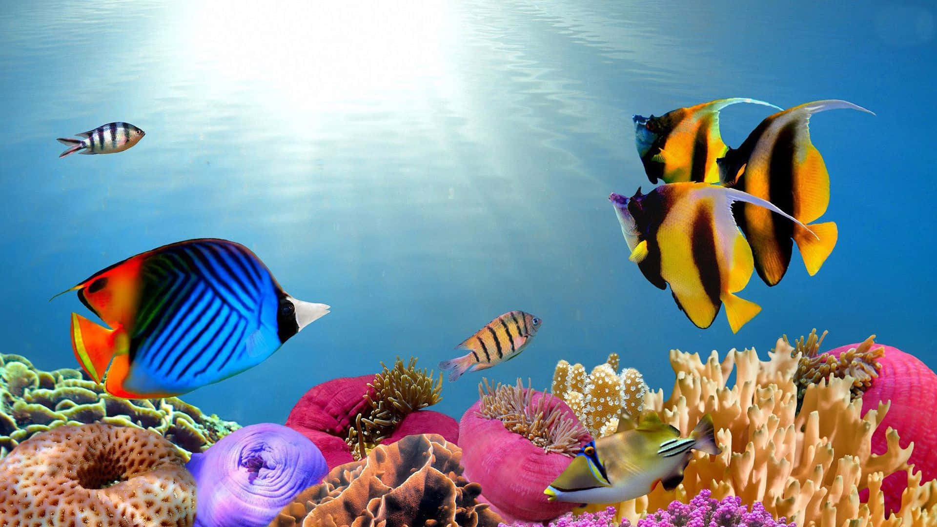 Fish Desktop, tropical fish, colorful coral reefs, Full HD Desktop Wallpaper
