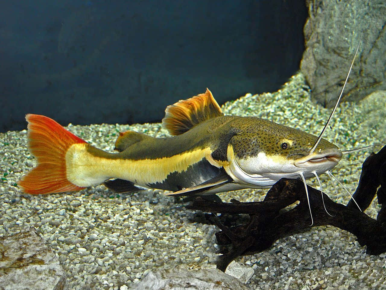 catfish, red-tailed, gravel, HD Desktop Wallpaper