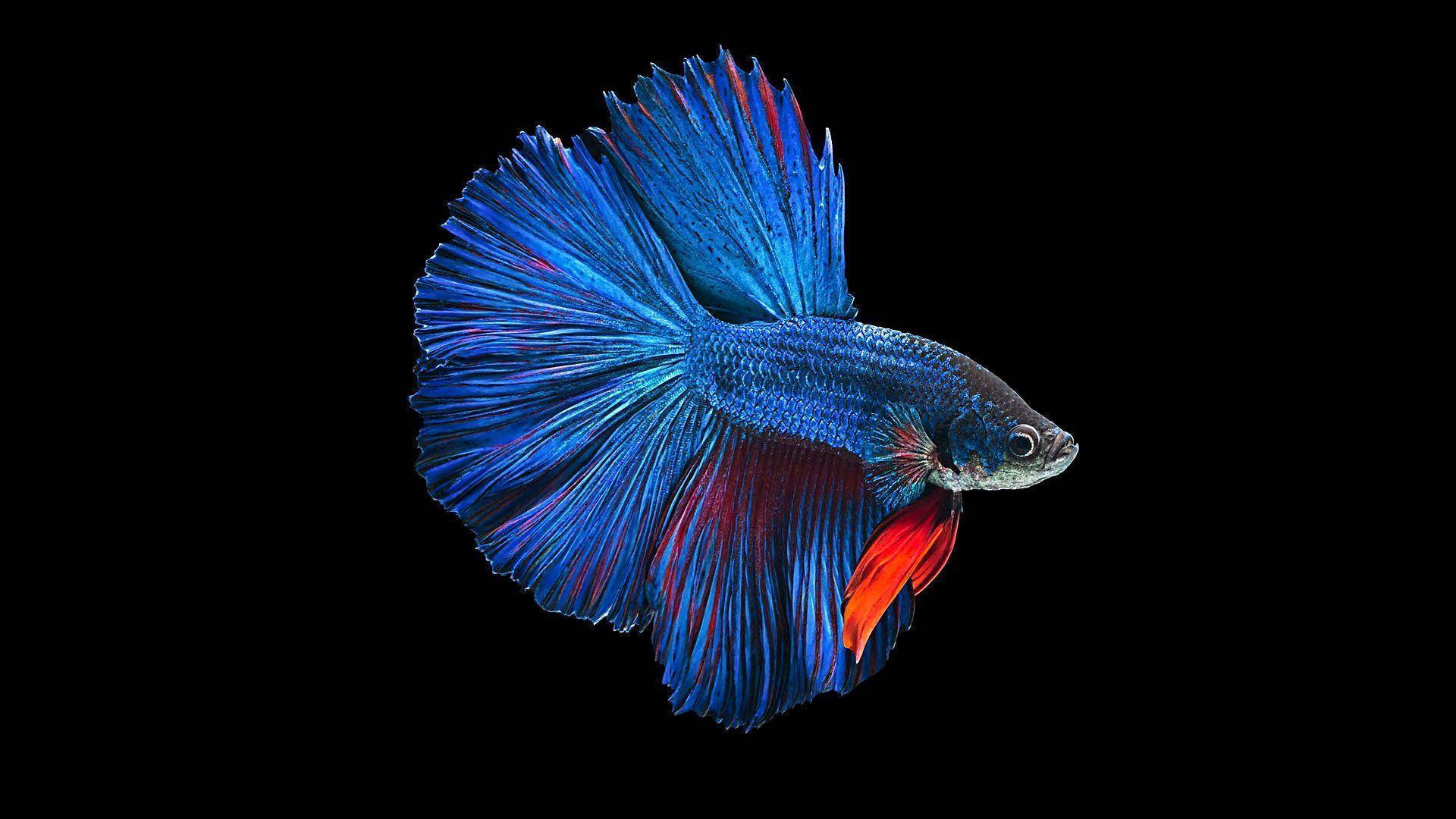 HD Fish, blue Siamese Betta, vibrant blue and red, Full HD Desktop Wallpaper