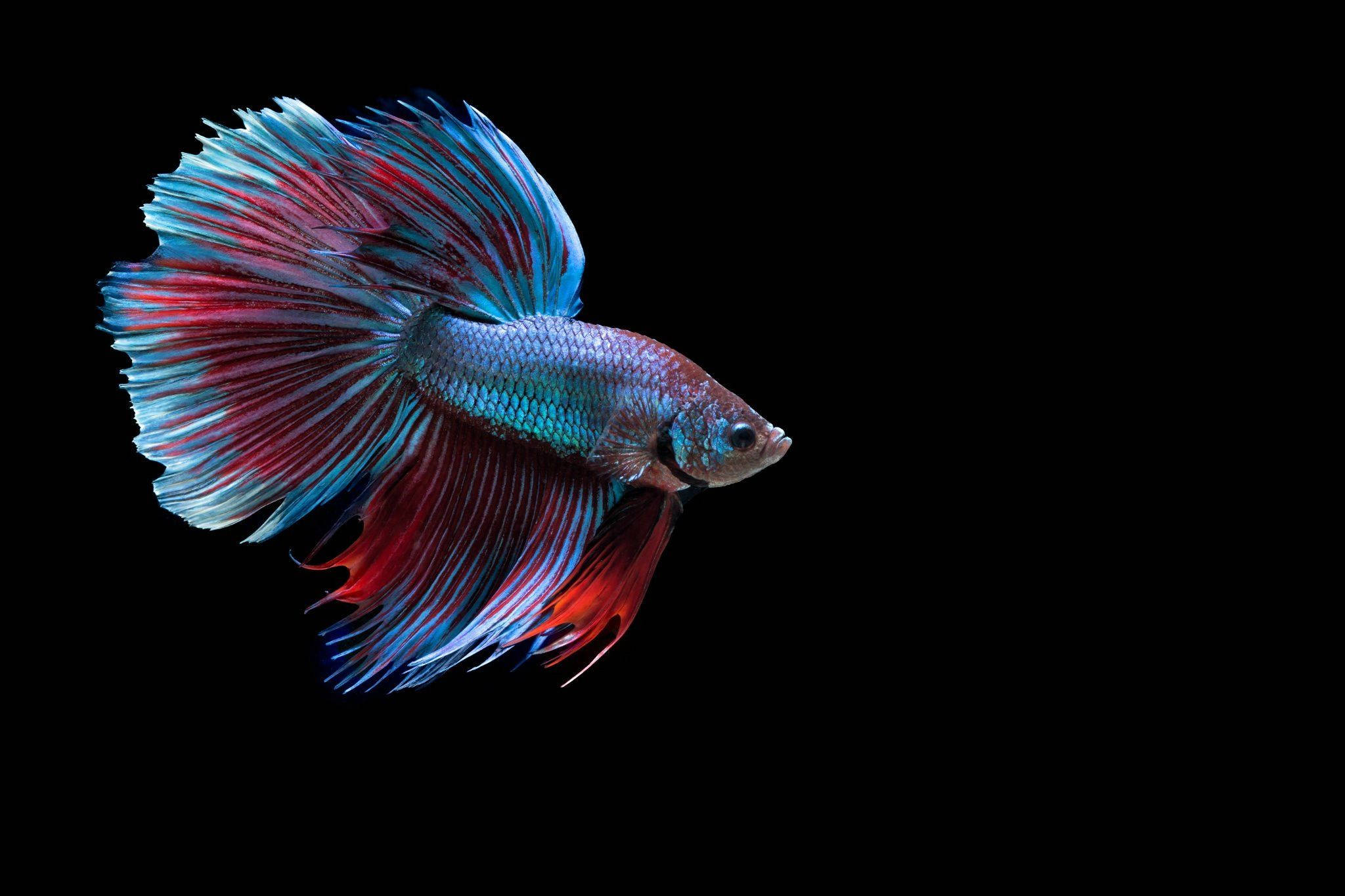 HD Fish, betta fish, blue and red fins, Full HD Desktop Wallpaper
