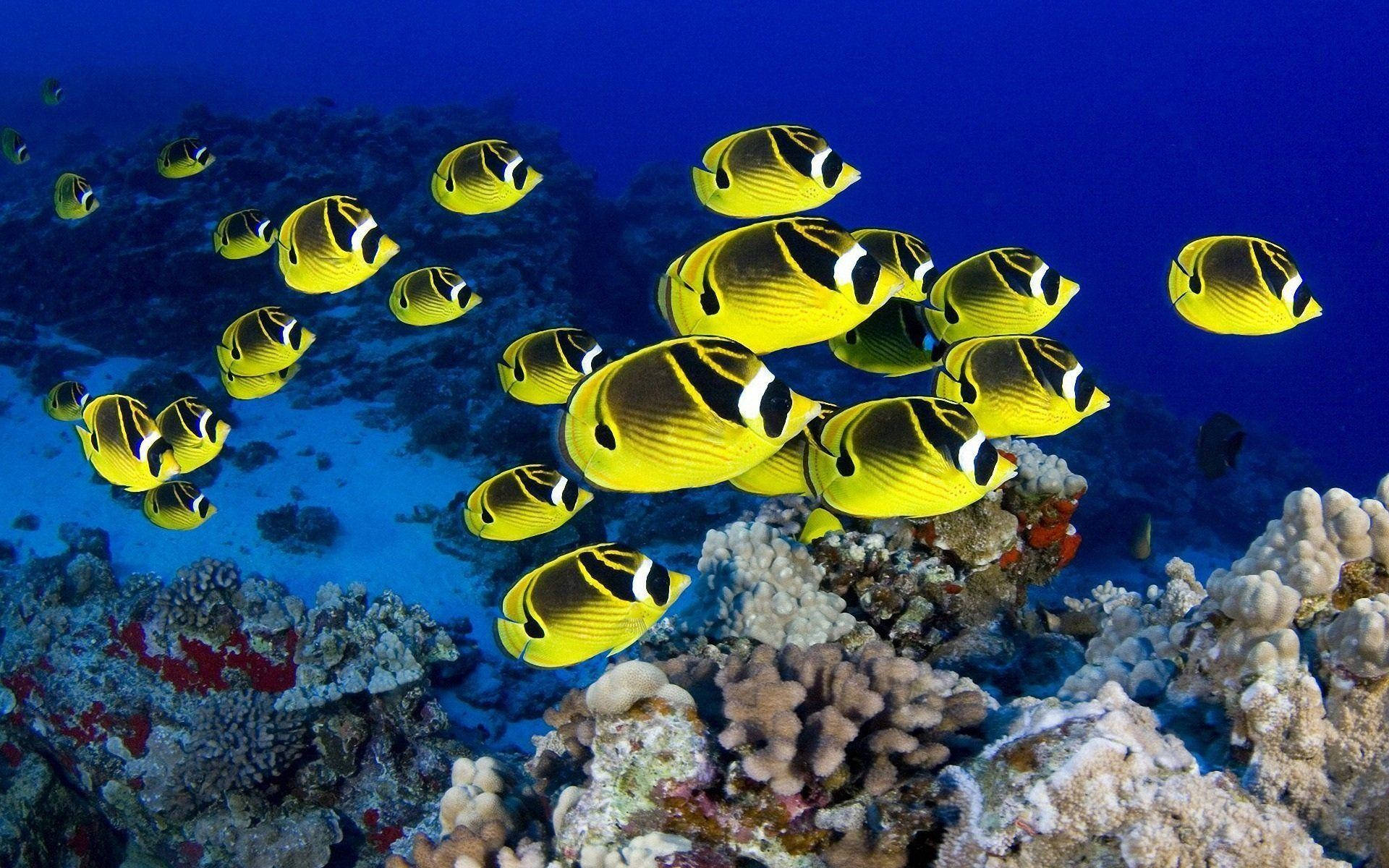 yellow teardrop butterflyfish, butterflyfish, coral reefs, Full HD Desktop Wallpaper