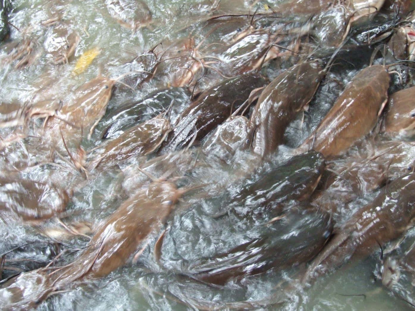 catfish, shallow stream, brown catfish, HD Desktop Wallpaper