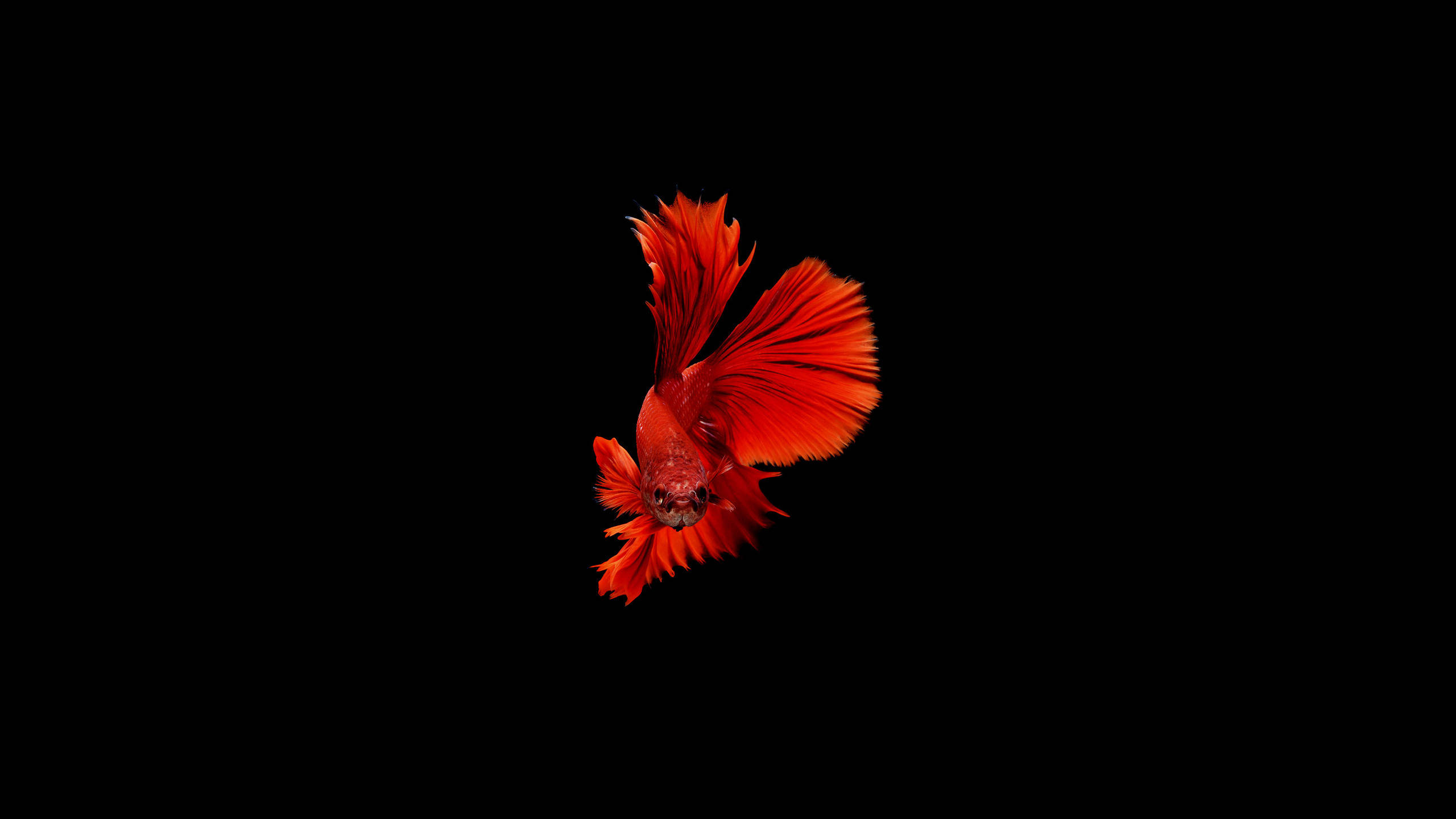 HD Fish, minimalistic, red betta, 2K Desktop Wallpaper