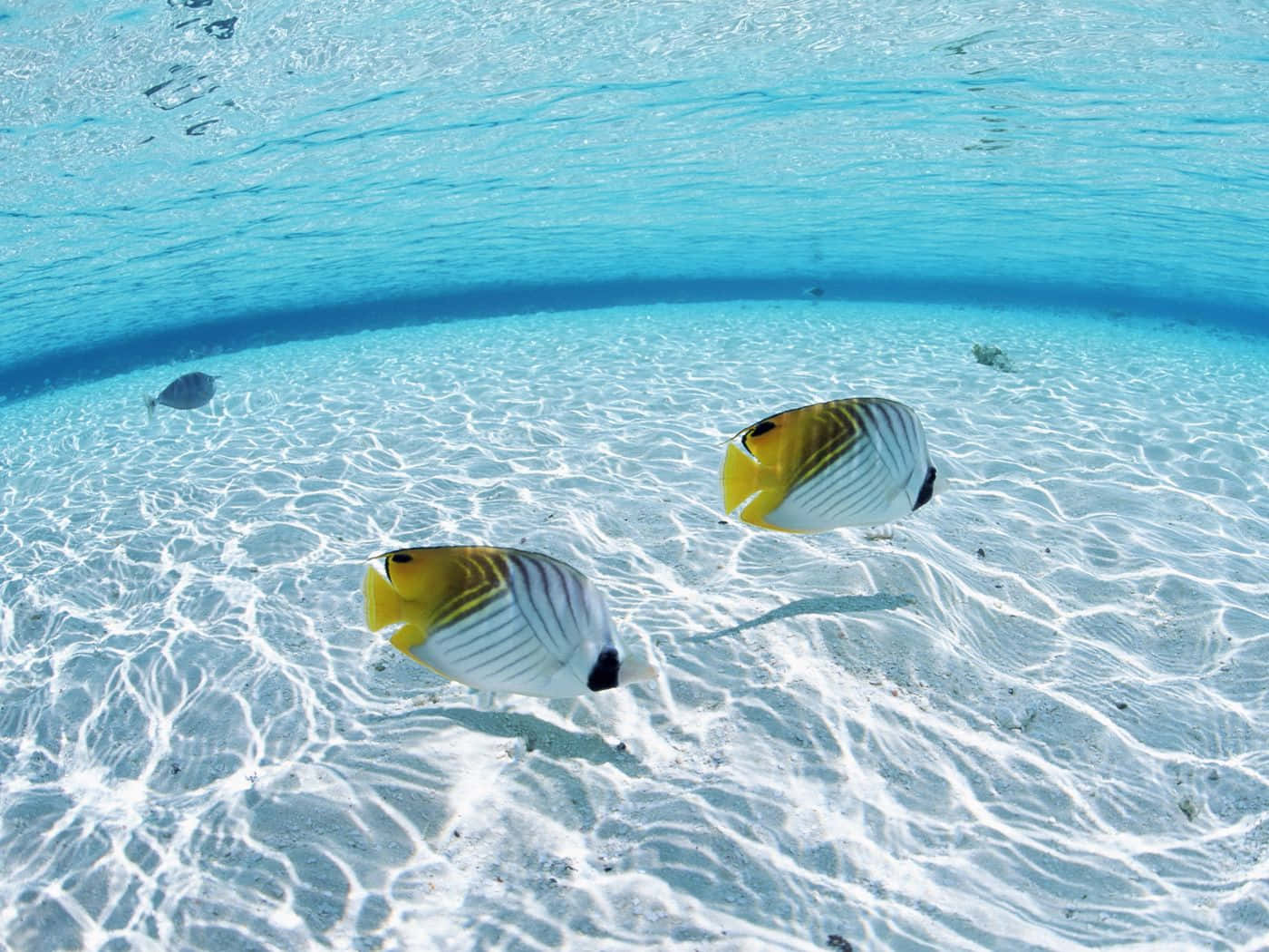 butterflyfish, shallow water, sun-dappled turquoise shallows, HD Desktop Wallpaper