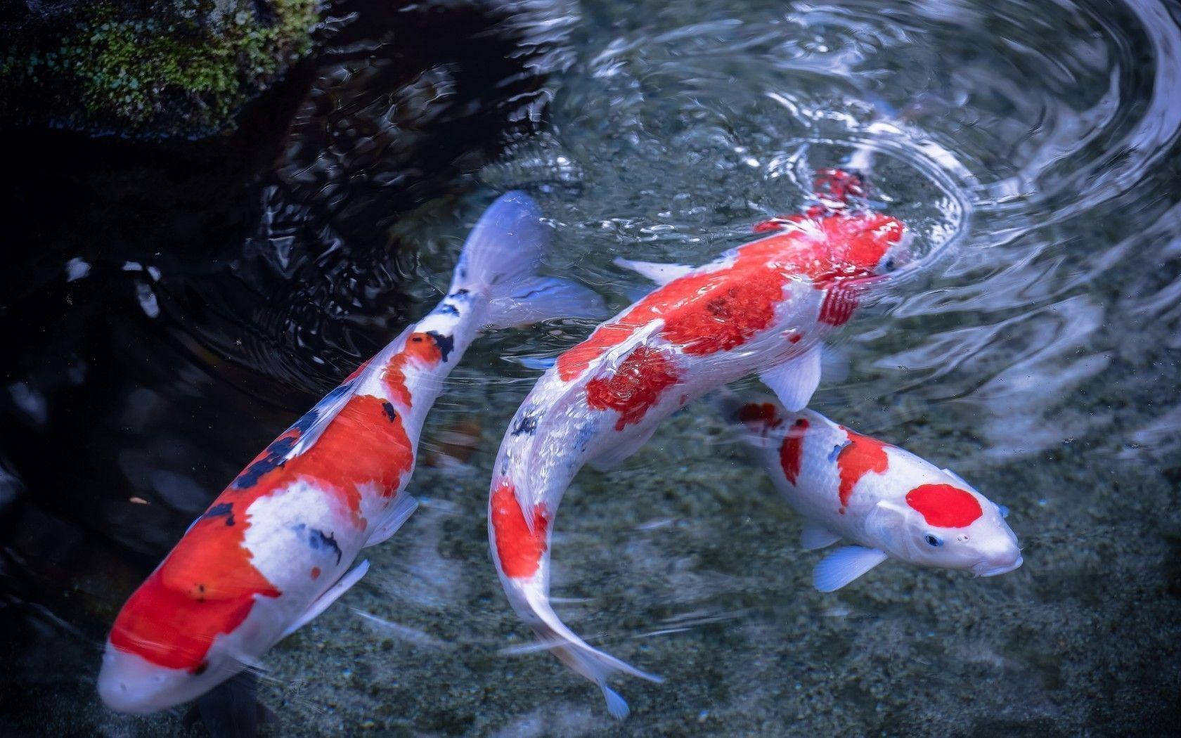 koi pond, red koi fish, white koi fish, HD Desktop Wallpaper