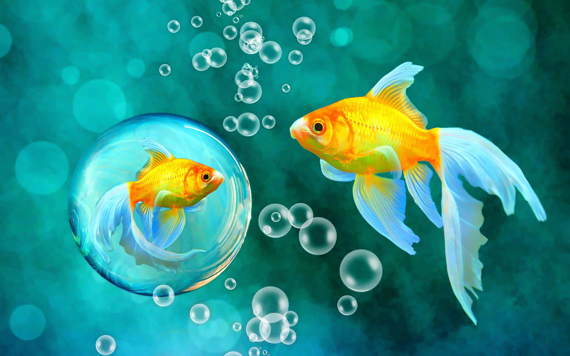 goldfish, bubble, teal water, Full HD Desktop Wallpaper