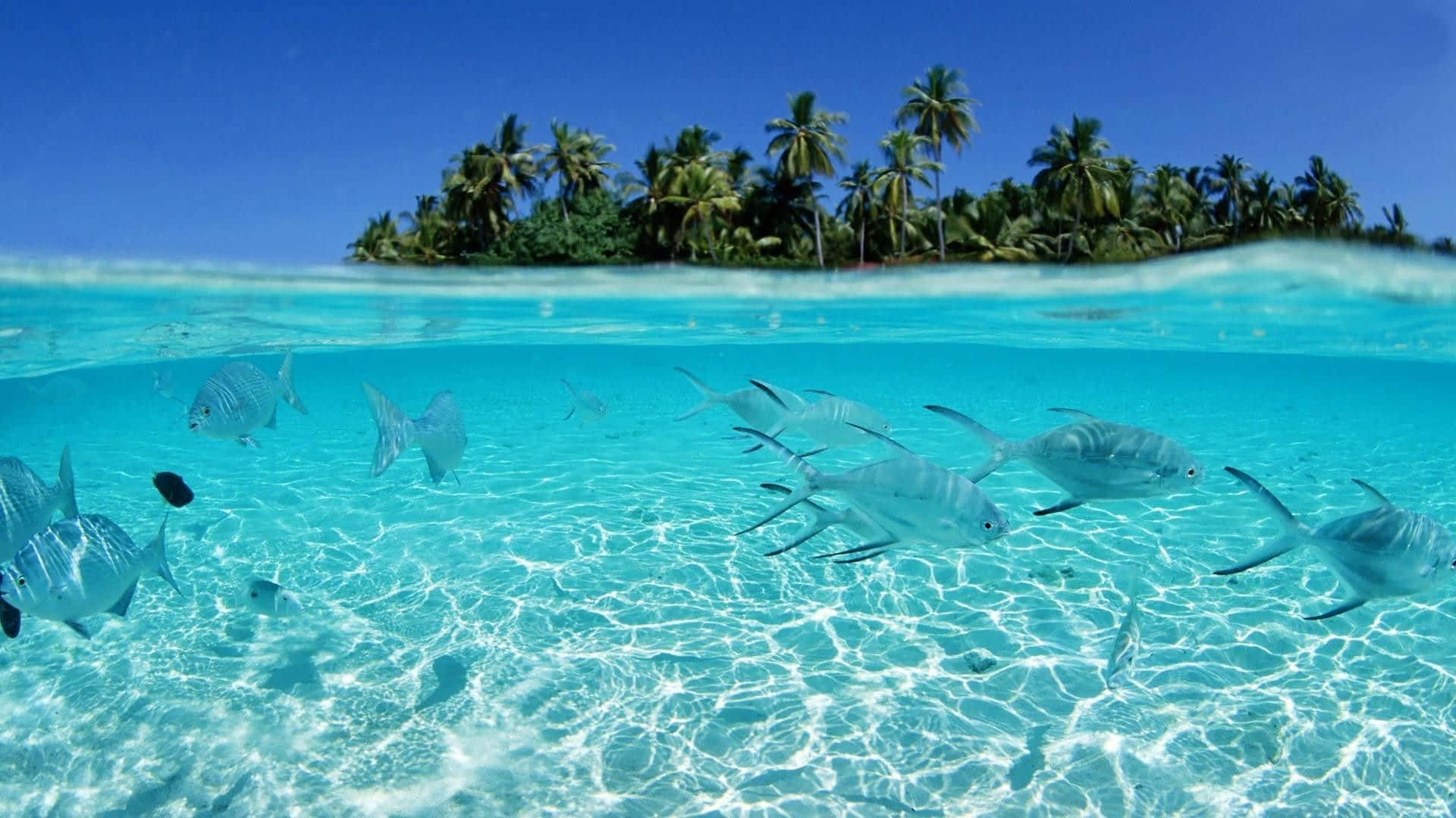 silver fish, crystal clear turquoise water, palm-fringed tropical island, Full HD Desktop Wallpaper