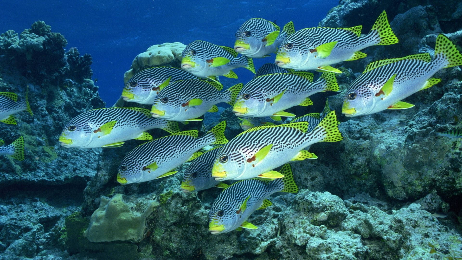 HD Fish, sweetlips, striped fish, Full HD Desktop Wallpaper