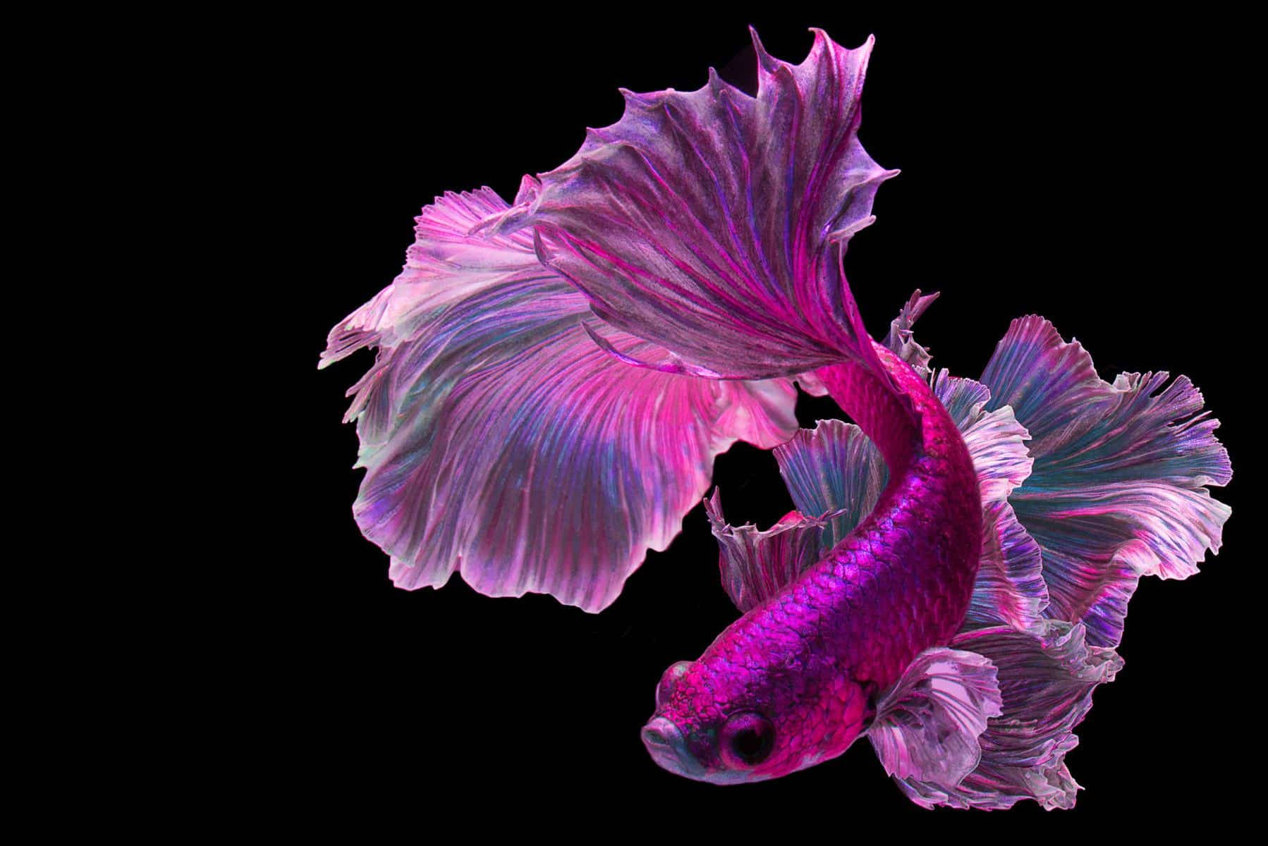 fuschia betta fish, vibrant purple betta fish, flowing fins, HD Desktop Wallpaper