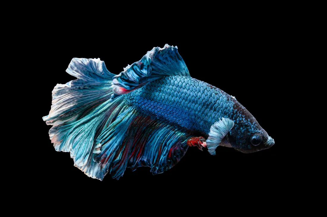 Fish Scale