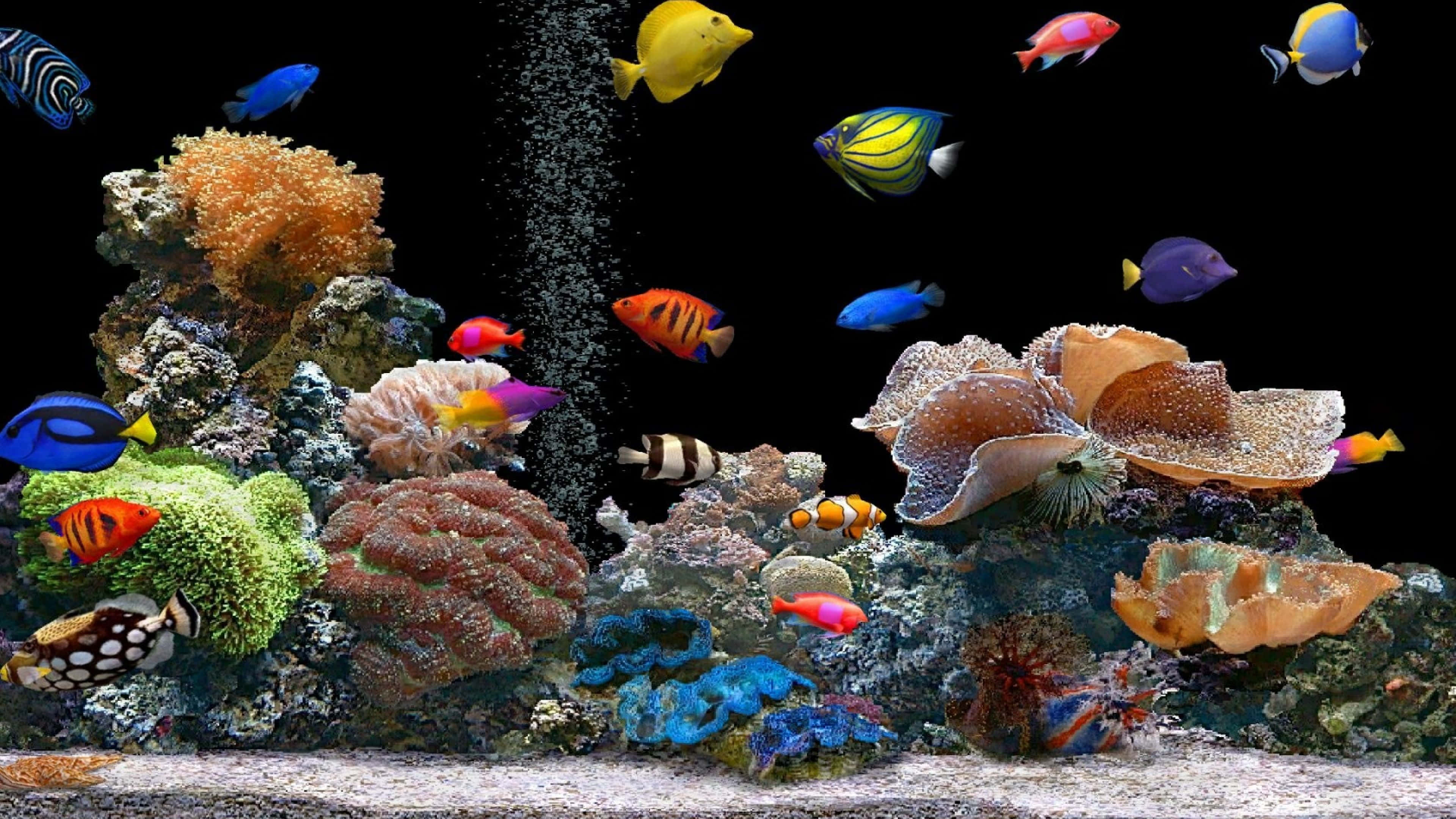 4K Fish, tropical fish, colorful coral reefs, 4K Desktop Wallpaper