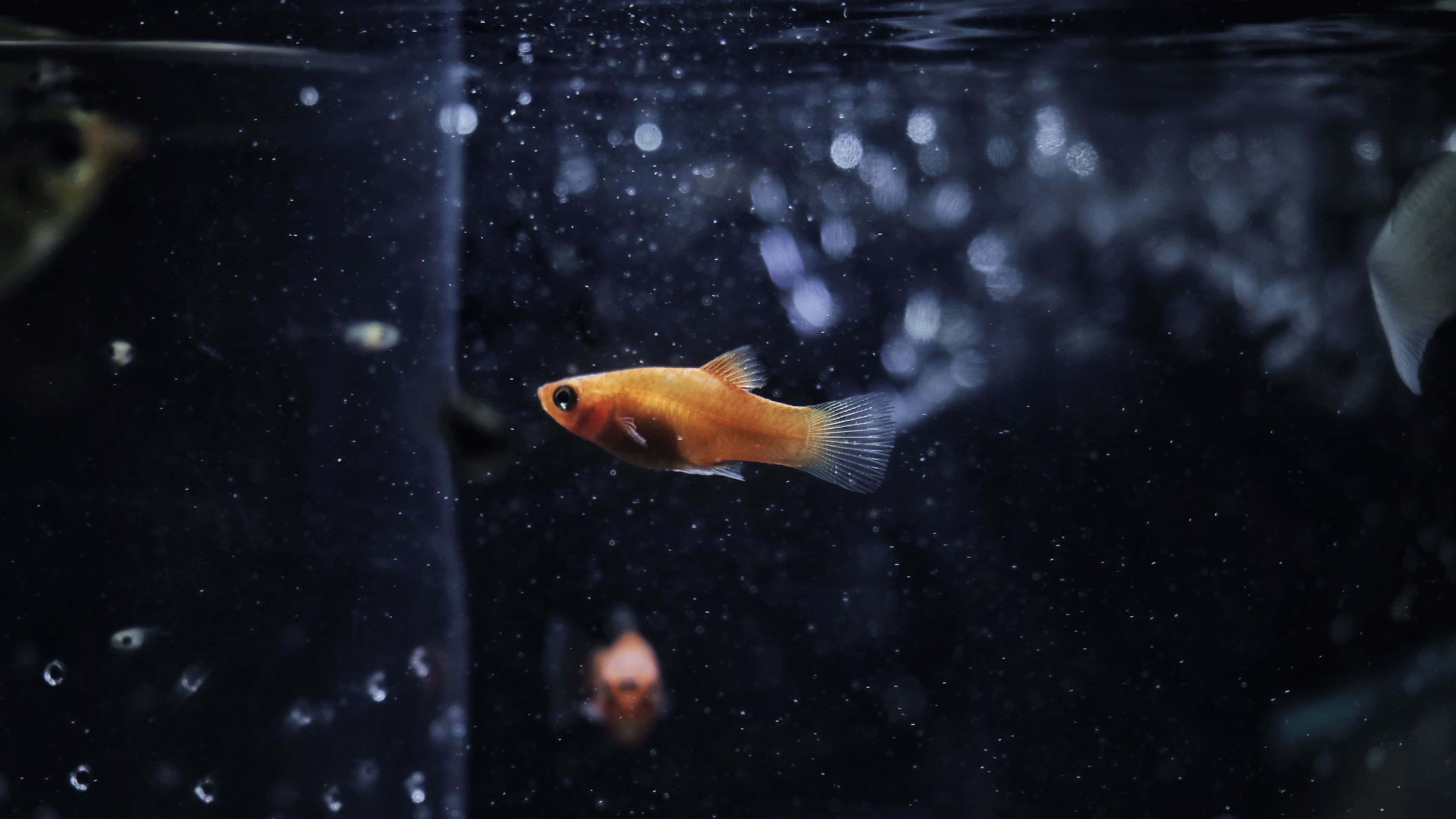 orange guppy, dark aquarium, dark water, 4K Desktop Wallpaper