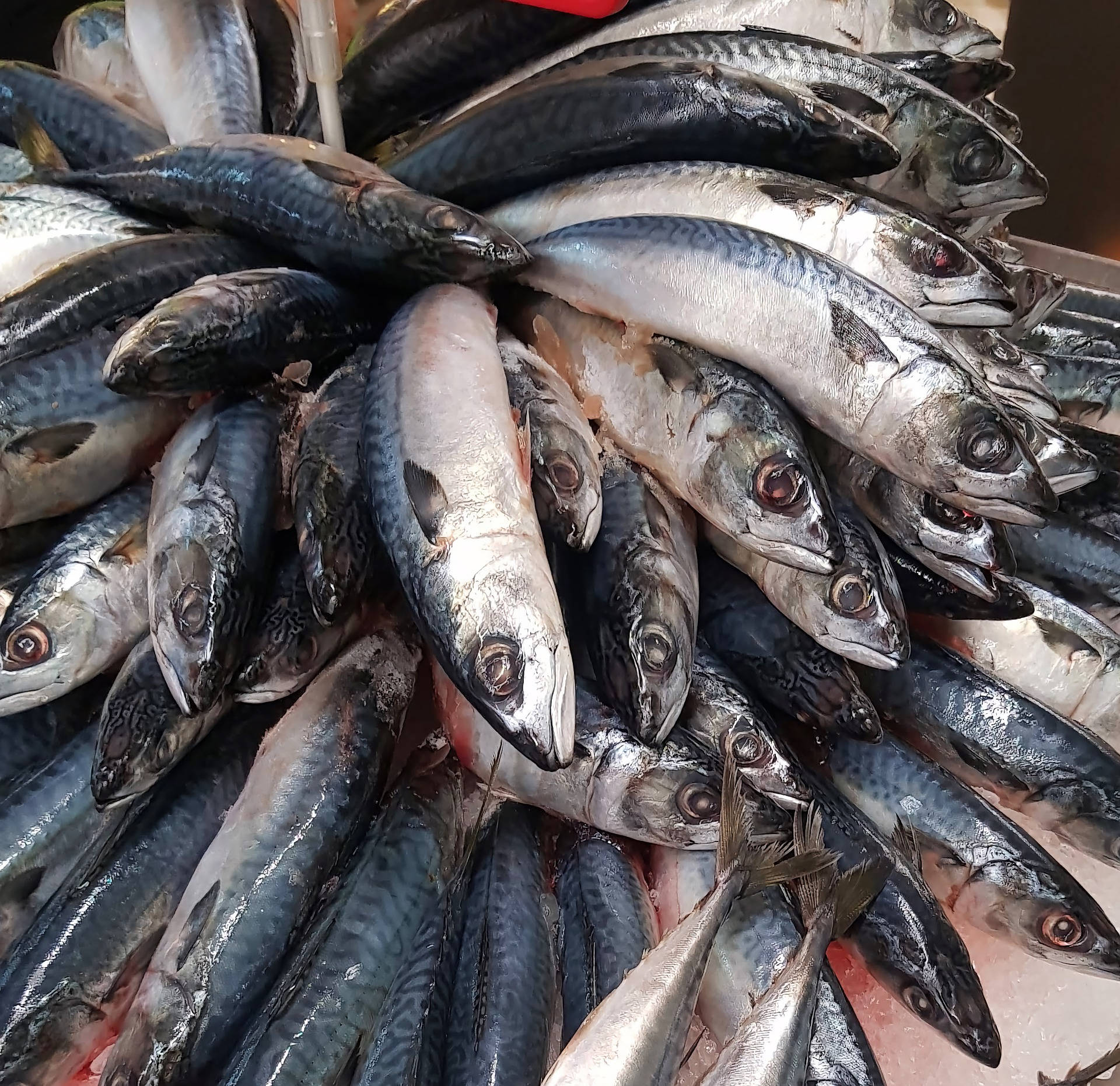 mackerel fish, shiny silver scales, red eyes, Full HD Desktop Wallpaper