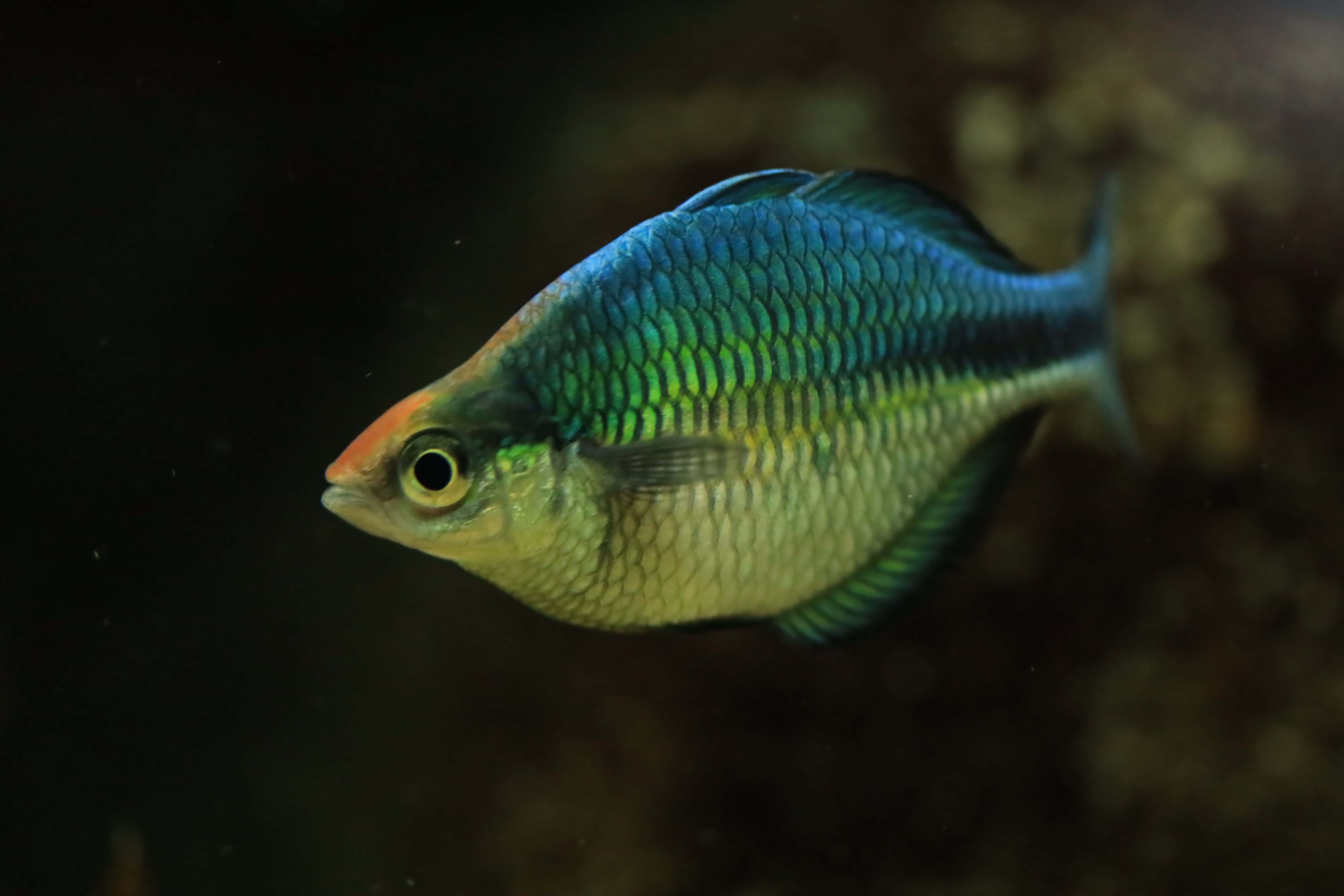 fish scale, rainbowfish, iridescent blues, 5K Desktop Wallpaper