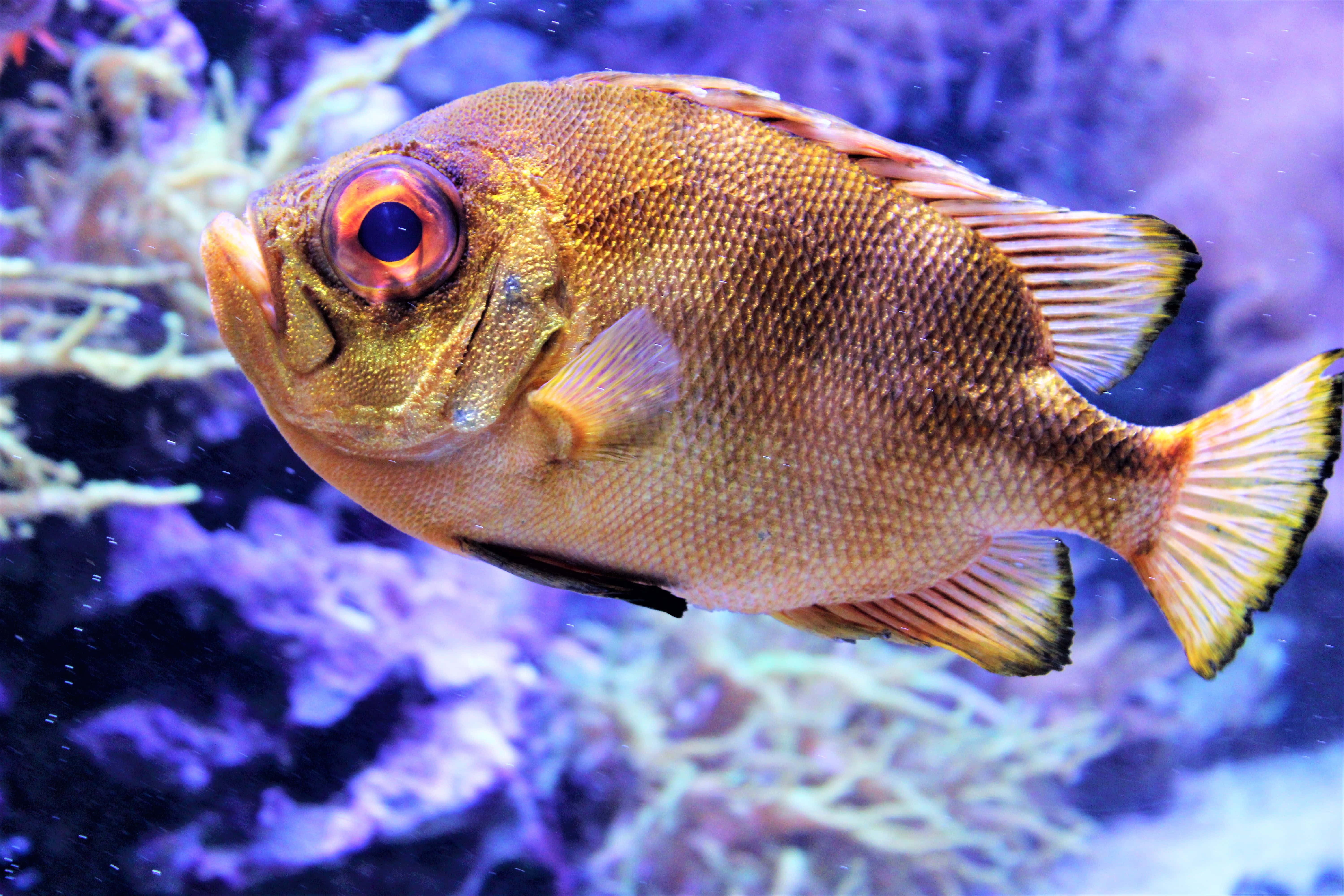 fish scale 6000 x 4000, orange fish, red eye, 5K Desktop Wallpaper