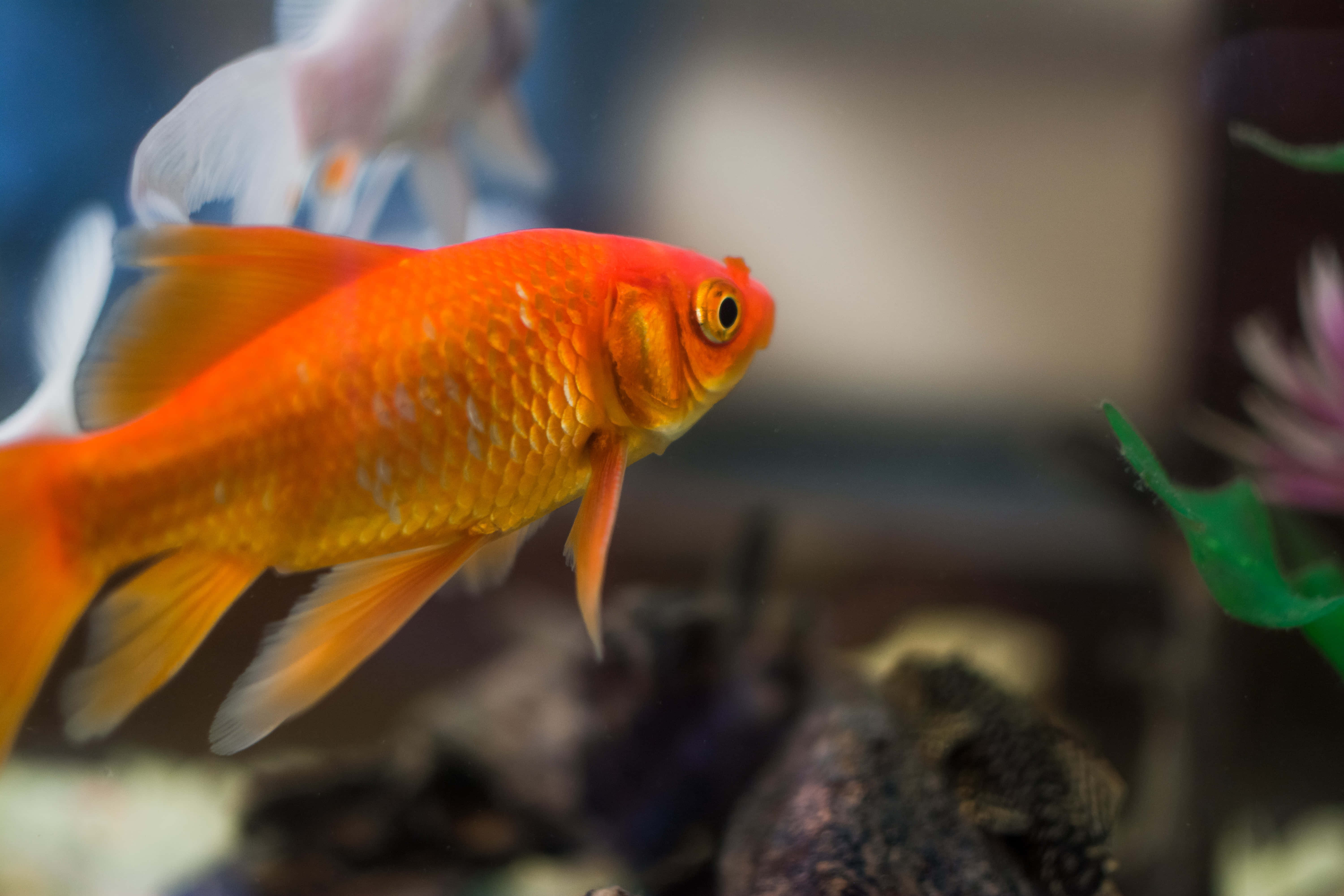 fish scale 6000 x 4000, orange goldfish, home aquarium, 5K Desktop Wallpaper